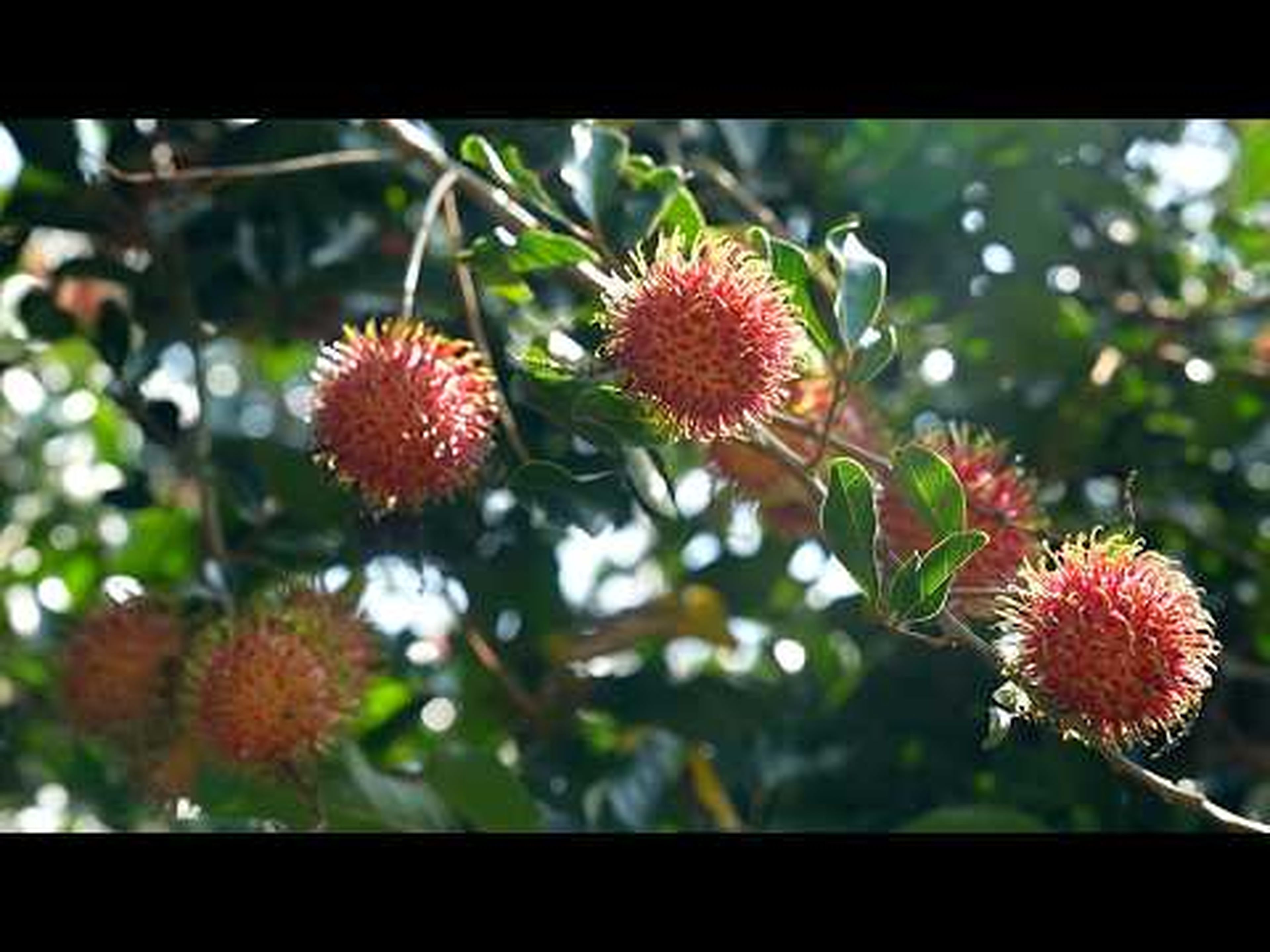 Откройте для себя фрукты Ламшона - Hình 1