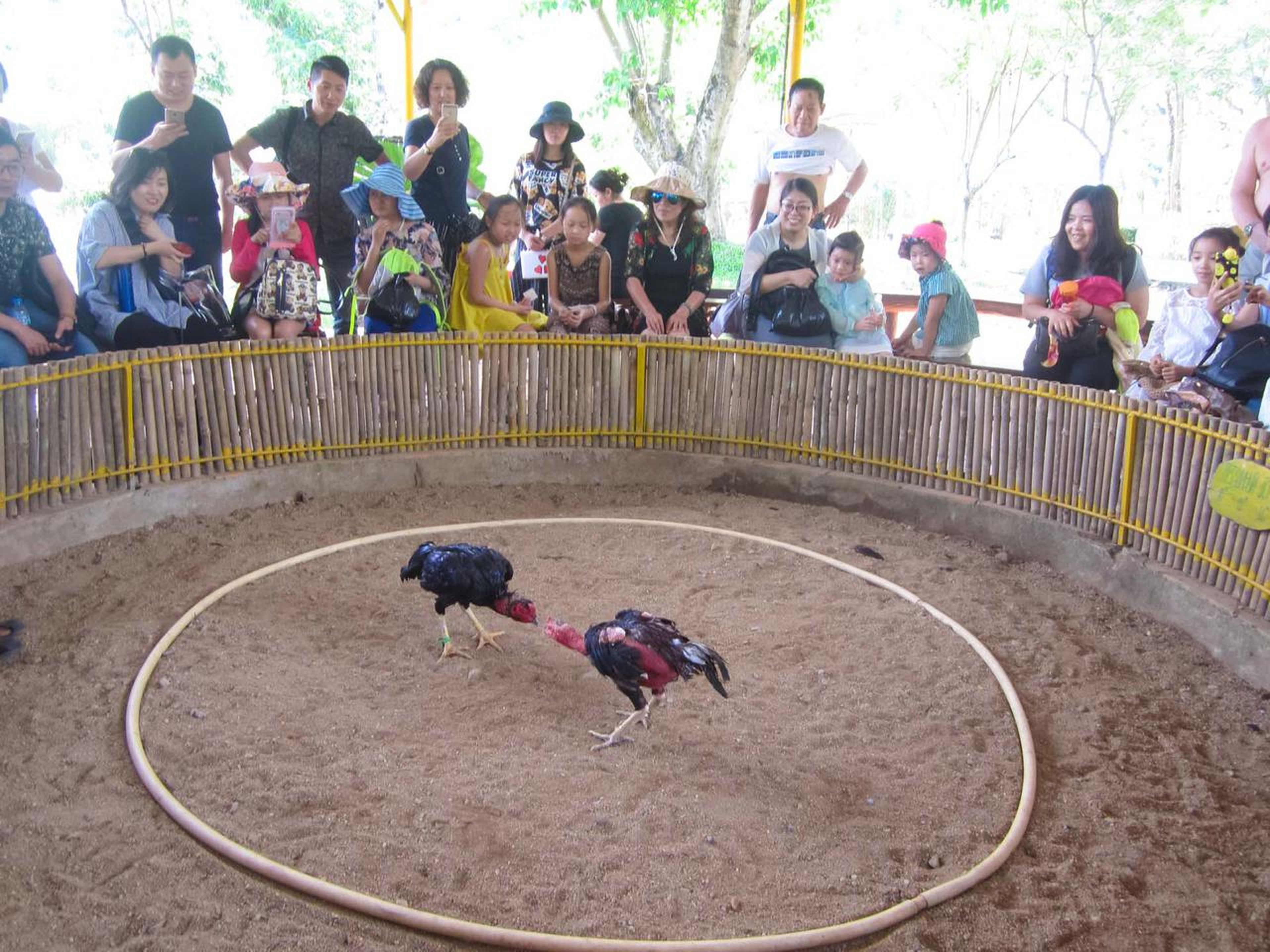 Yang Bay: Discover nature and entertainment. - Hình 7