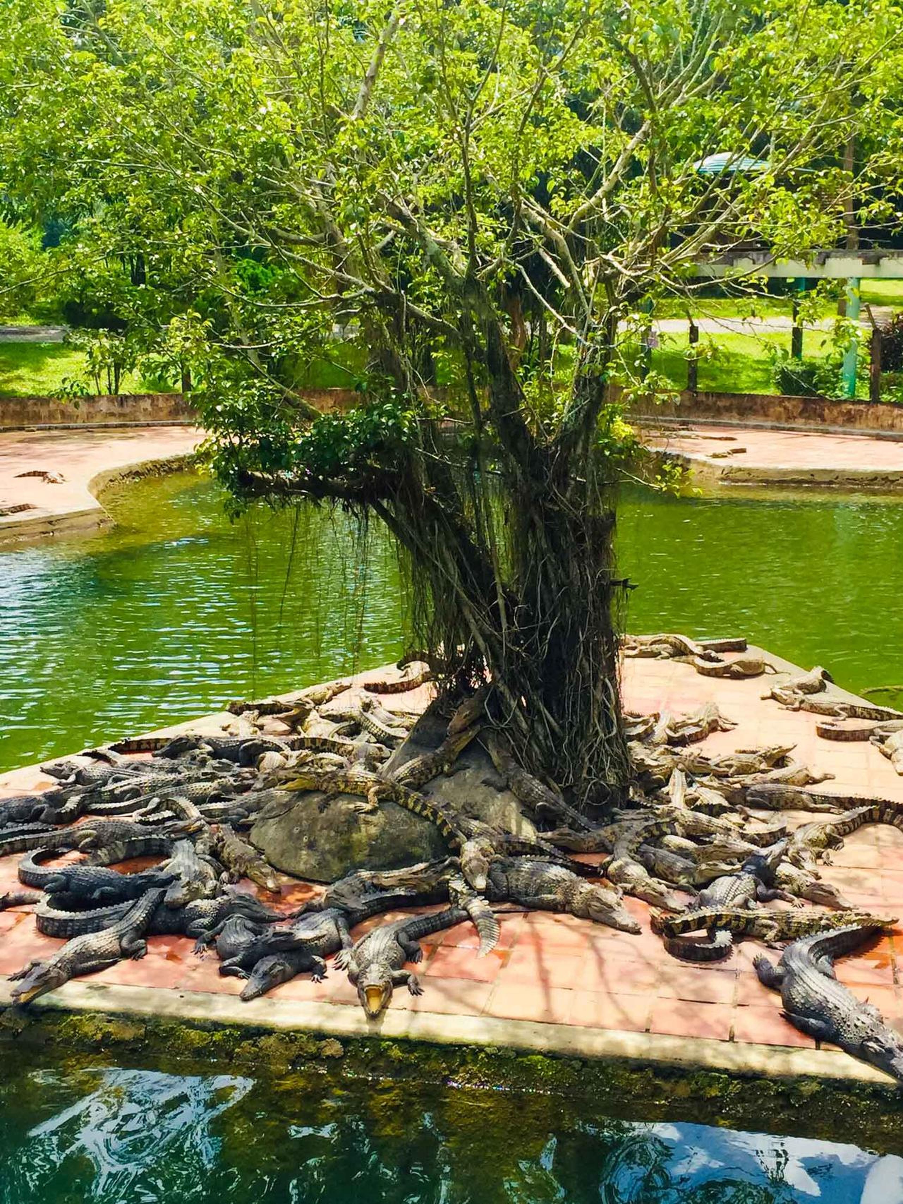 Yang Bay: Discover nature and entertainment. - Hình 15