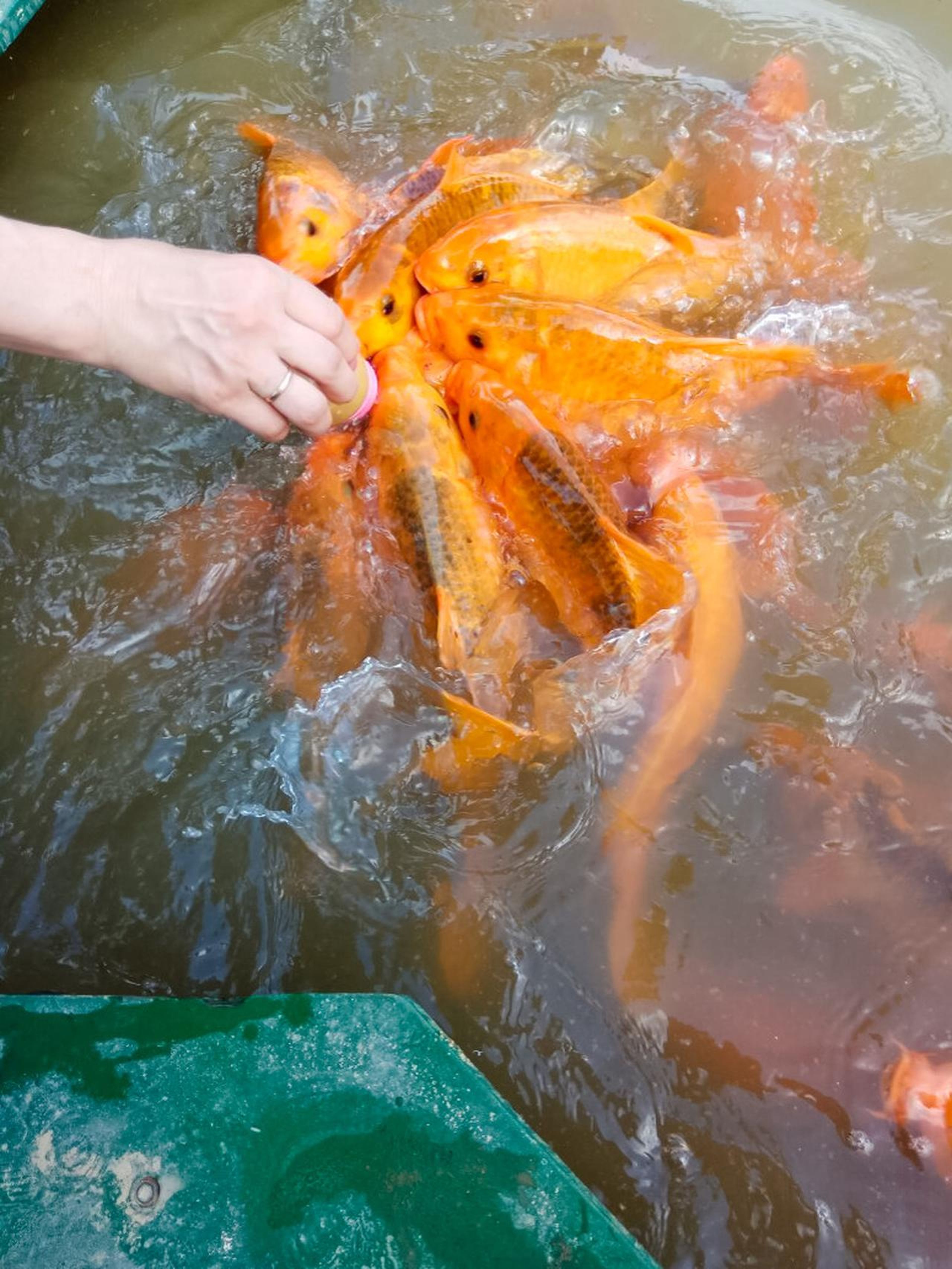Yang Bay: Discover nature and entertainment. - Hình 22