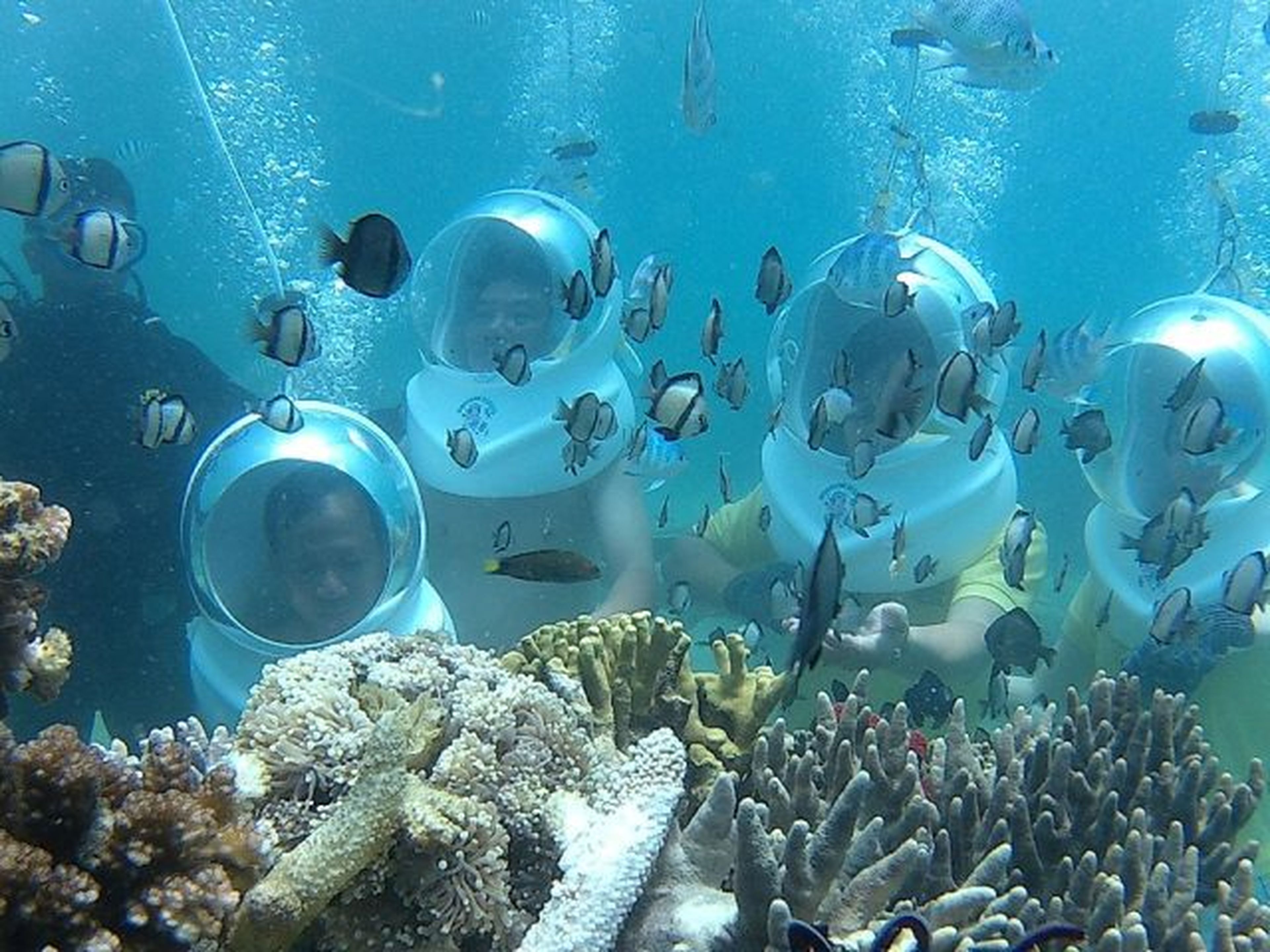 Sealife Nha Trang: An Unmissable Sea Adventure! - Hình 5