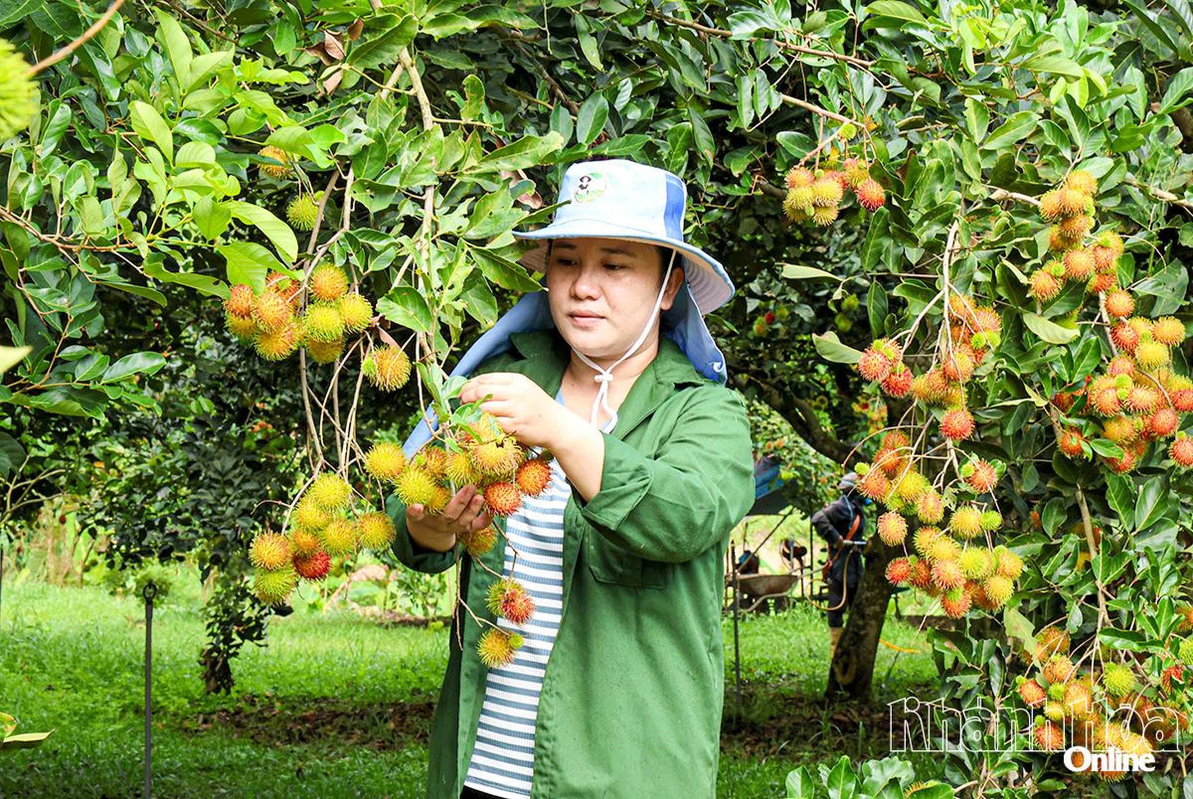 Khanh Hoa Province Agricultural Products and OCOP Week 2026 - Hình 1