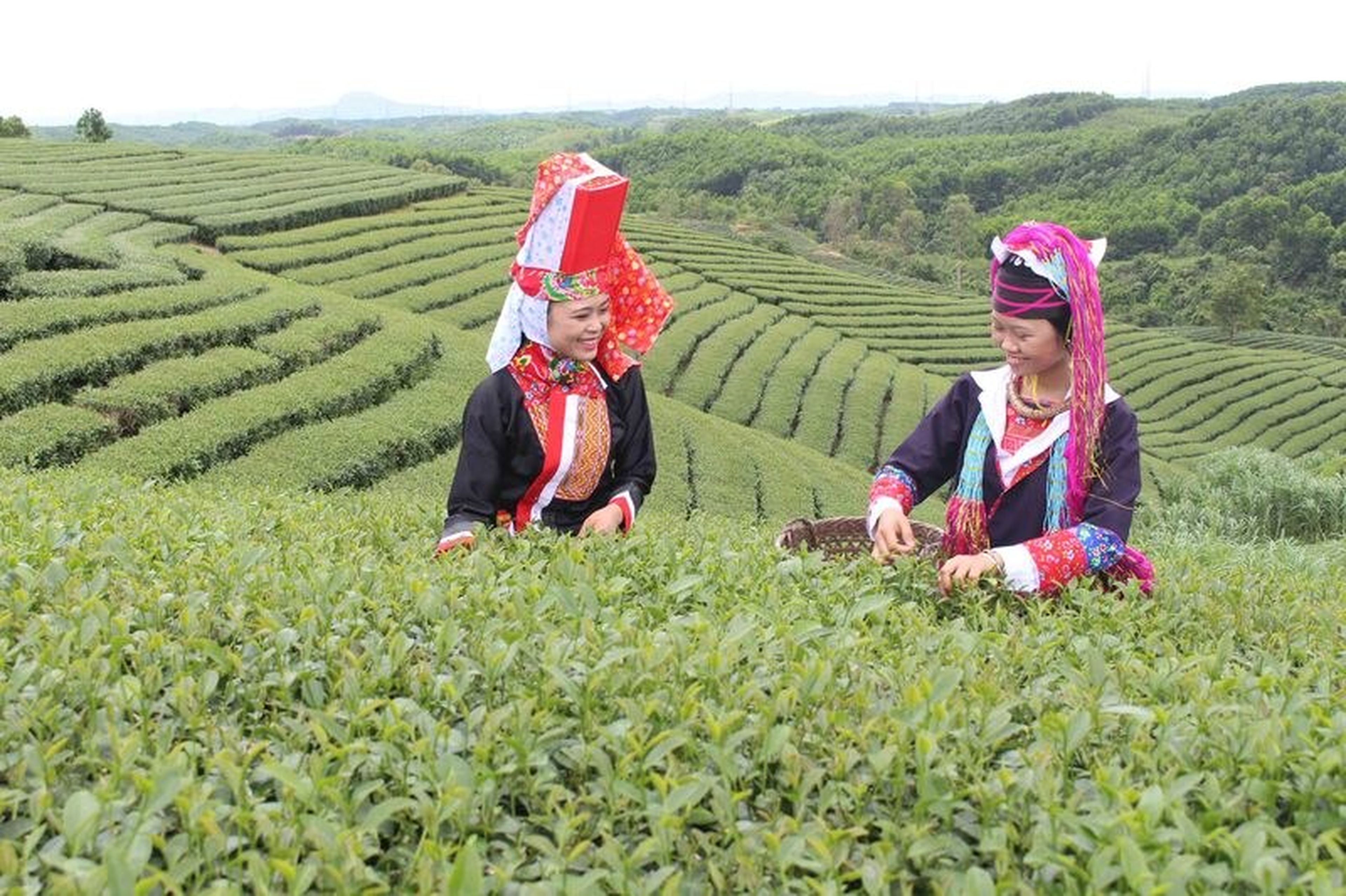 Review Hải Hà Quảng Ninh một miền núi biên giới đầy thú vị - Hình 2