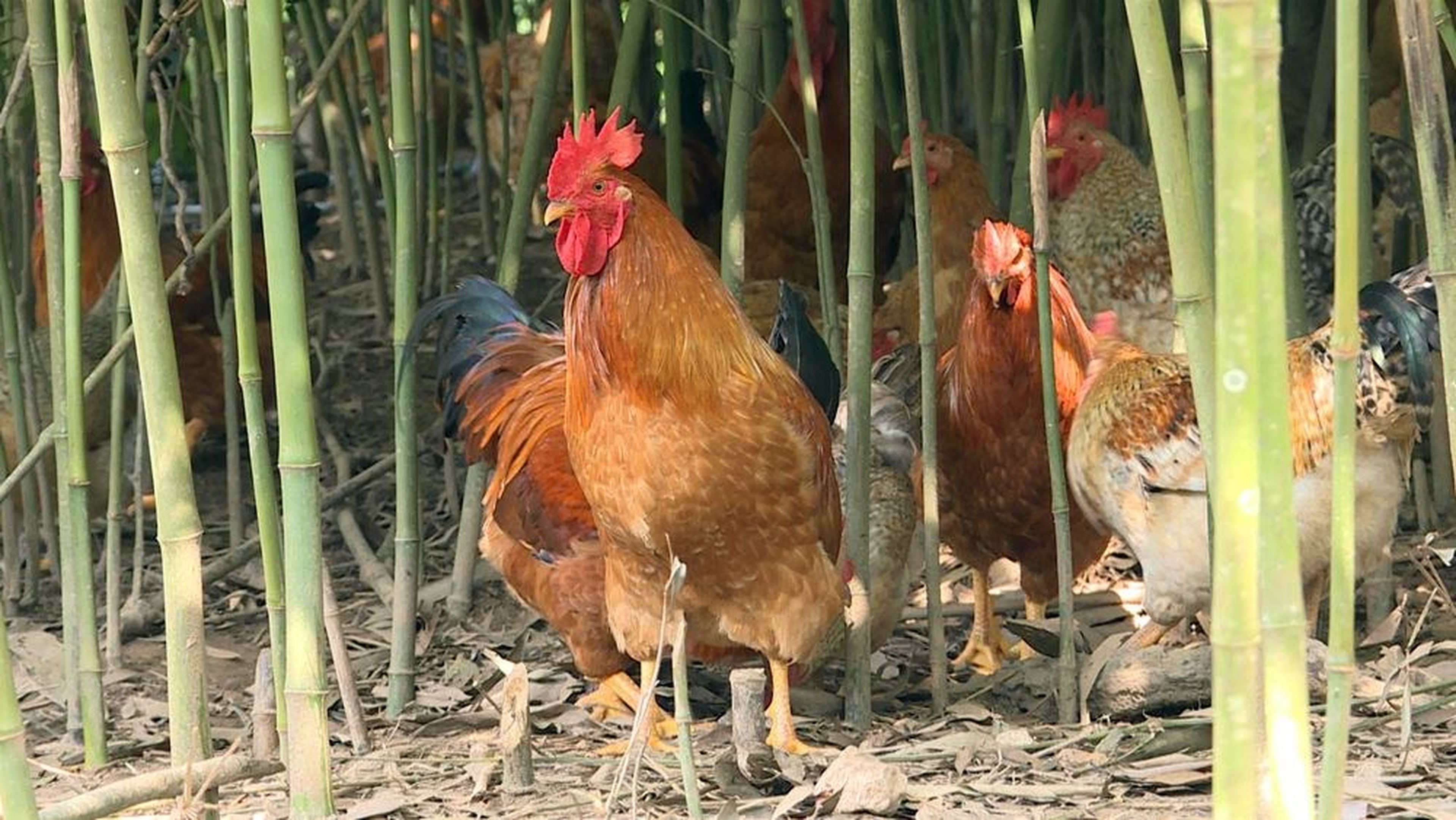 Về Quảng Ninh thưởng thức lẩu gà Tiên Yên nấu bỗng rượu ngon mà bổ - Hình 1