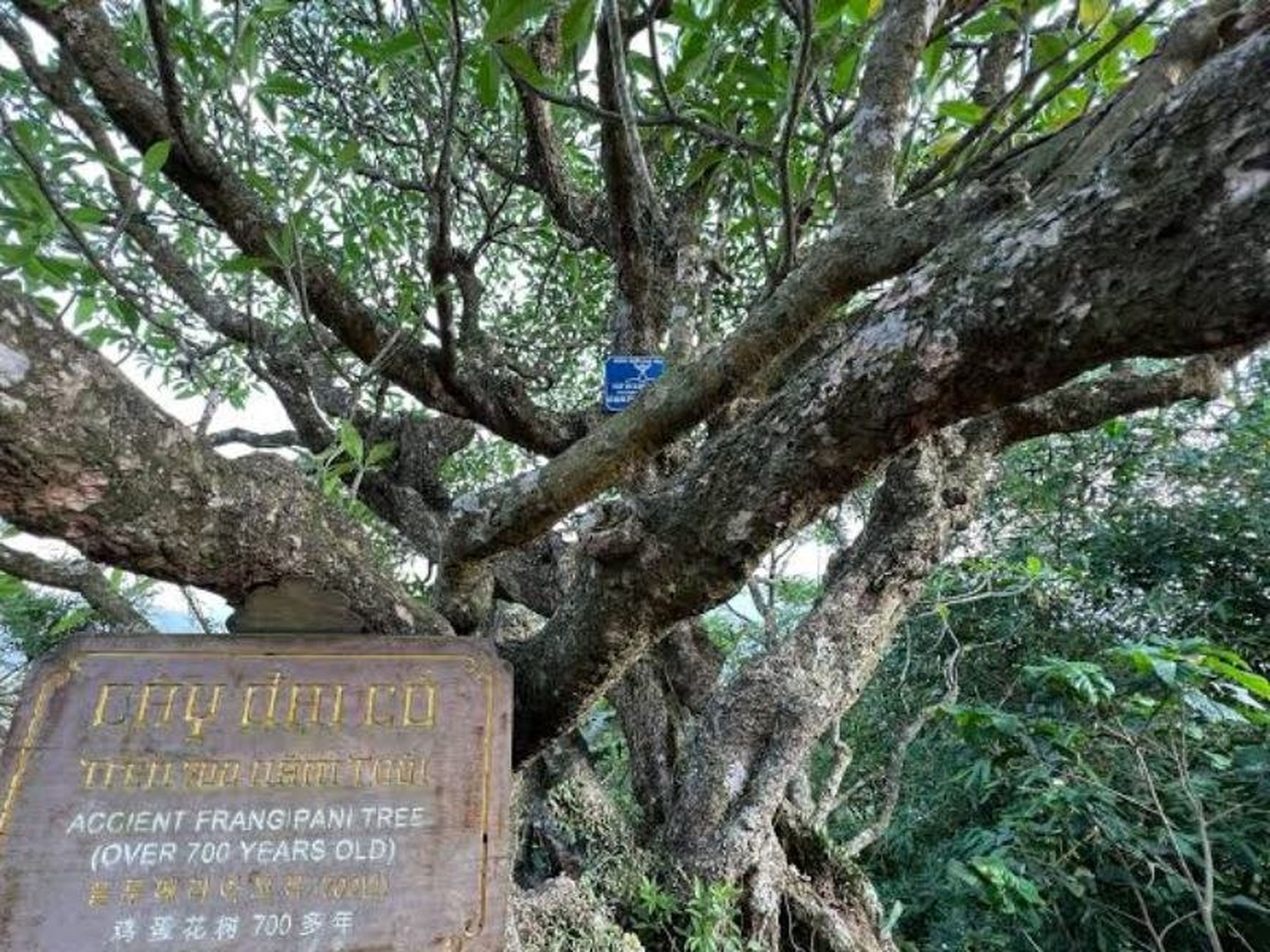 Khám phá Chùa Hoa Yên hơn 700 năm tuổi trên núi Yên Tử - Hình 6