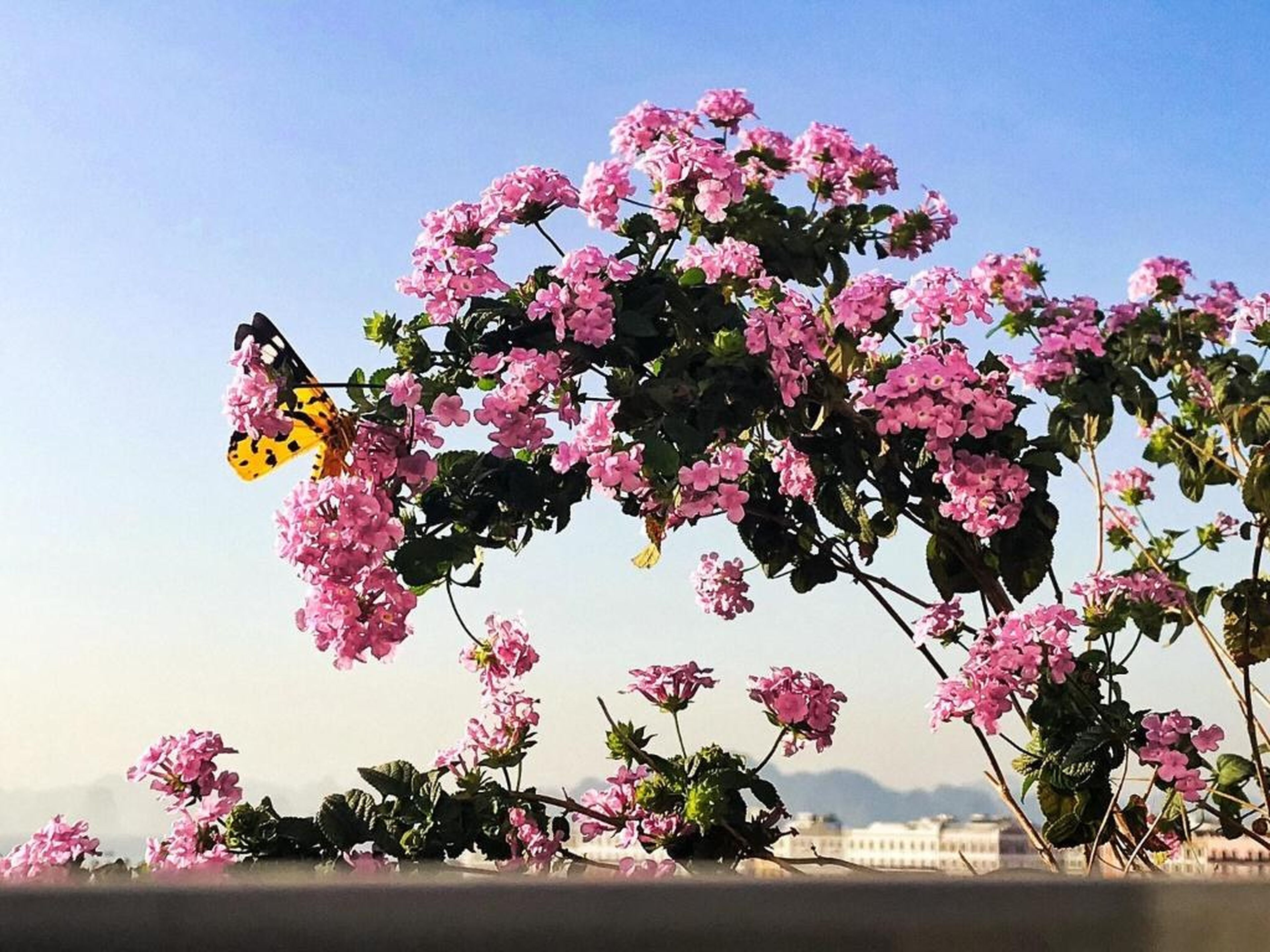 Elysinam Boutique Hotel Ha Long - Hình 38