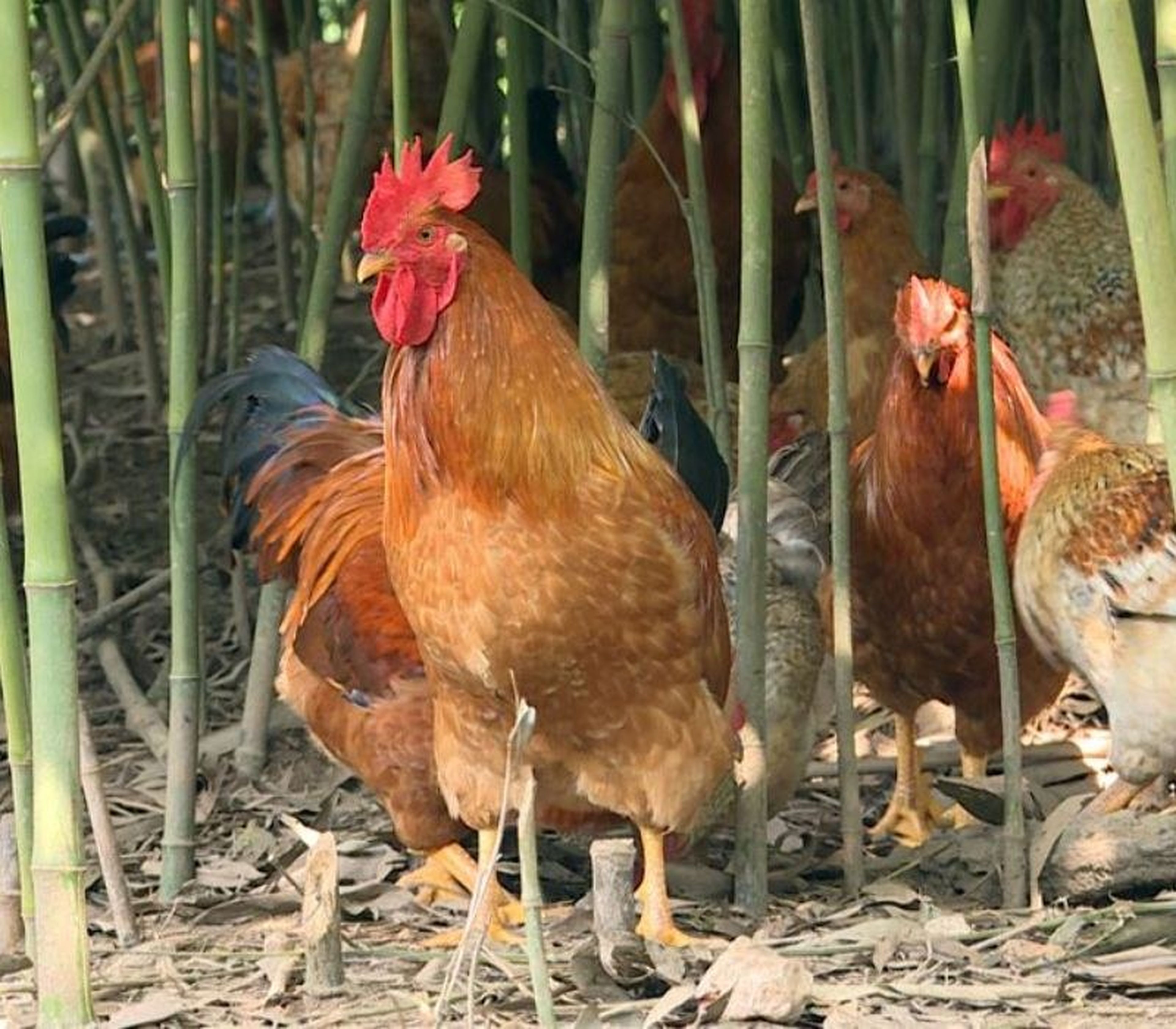 Khám phá gà Tiên Yên, niềm tự hào của người dân vùng đất mỏ - Hình 7