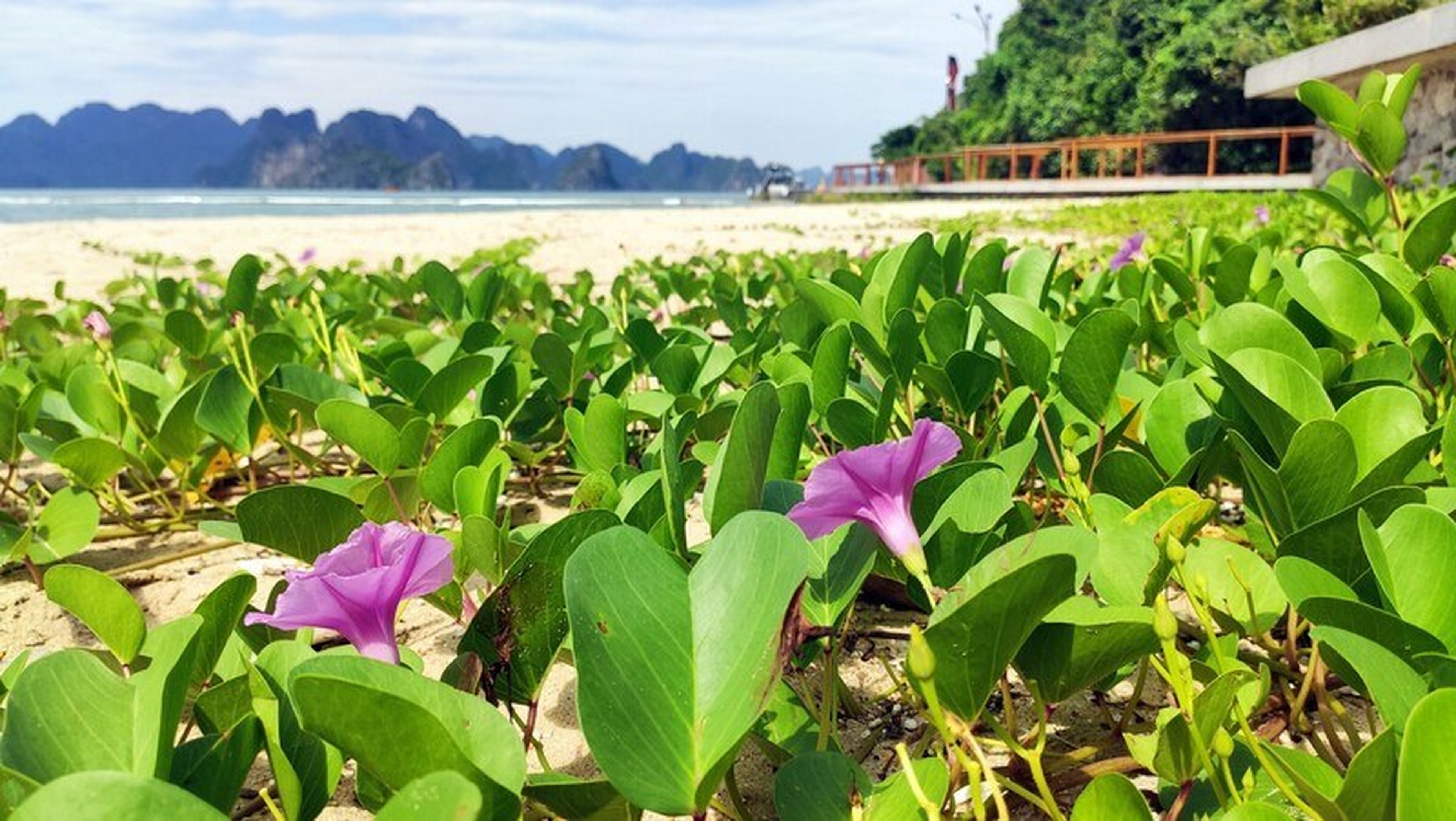 Bãi tắm Soi Sim mang nét đẹp thuần khiết và thầm lặng - Hình 7
