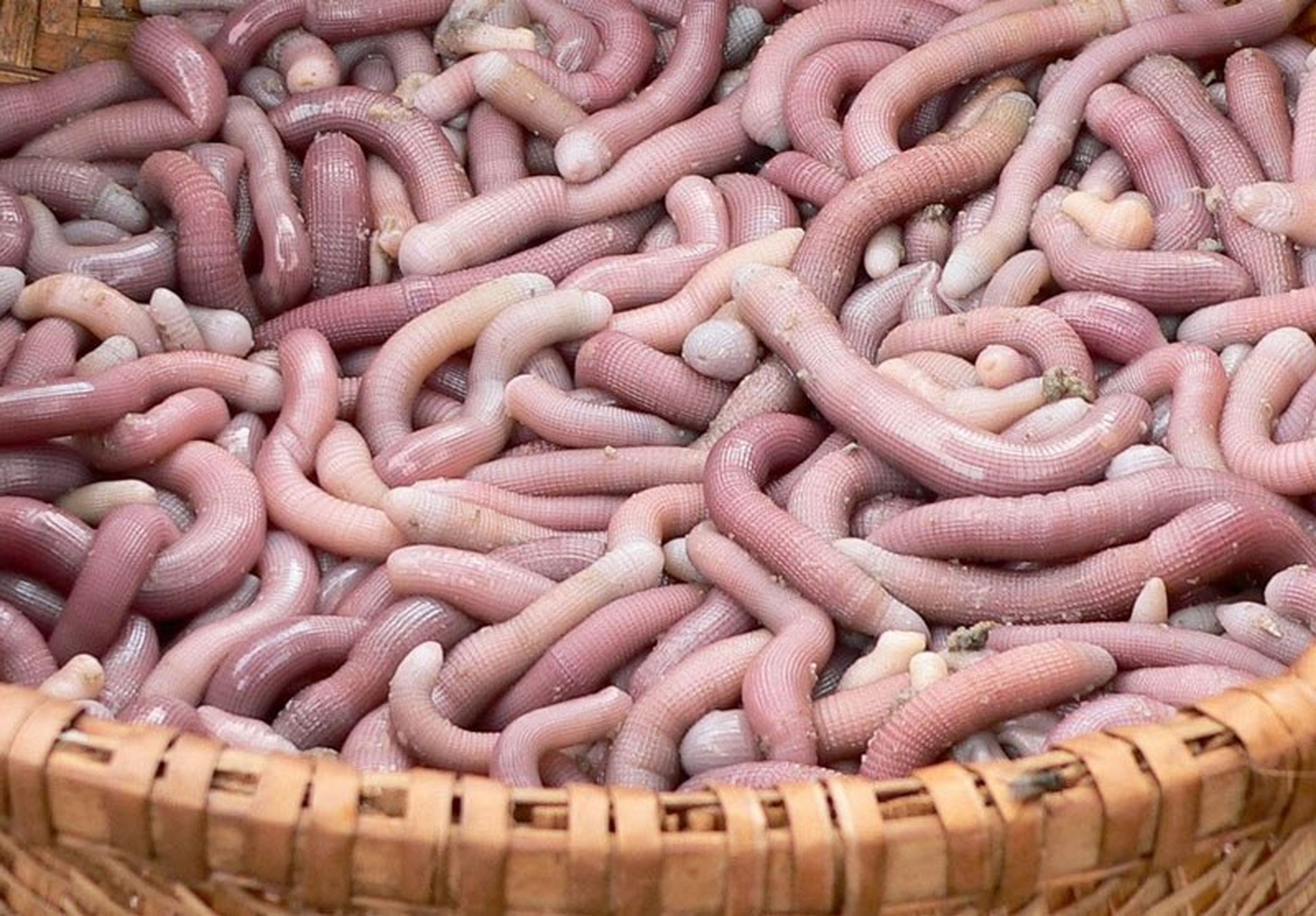 An Unforgettable Vân Đồn Trip with the Rare and Nutritious Sá Sùng Specialty - Hình 1