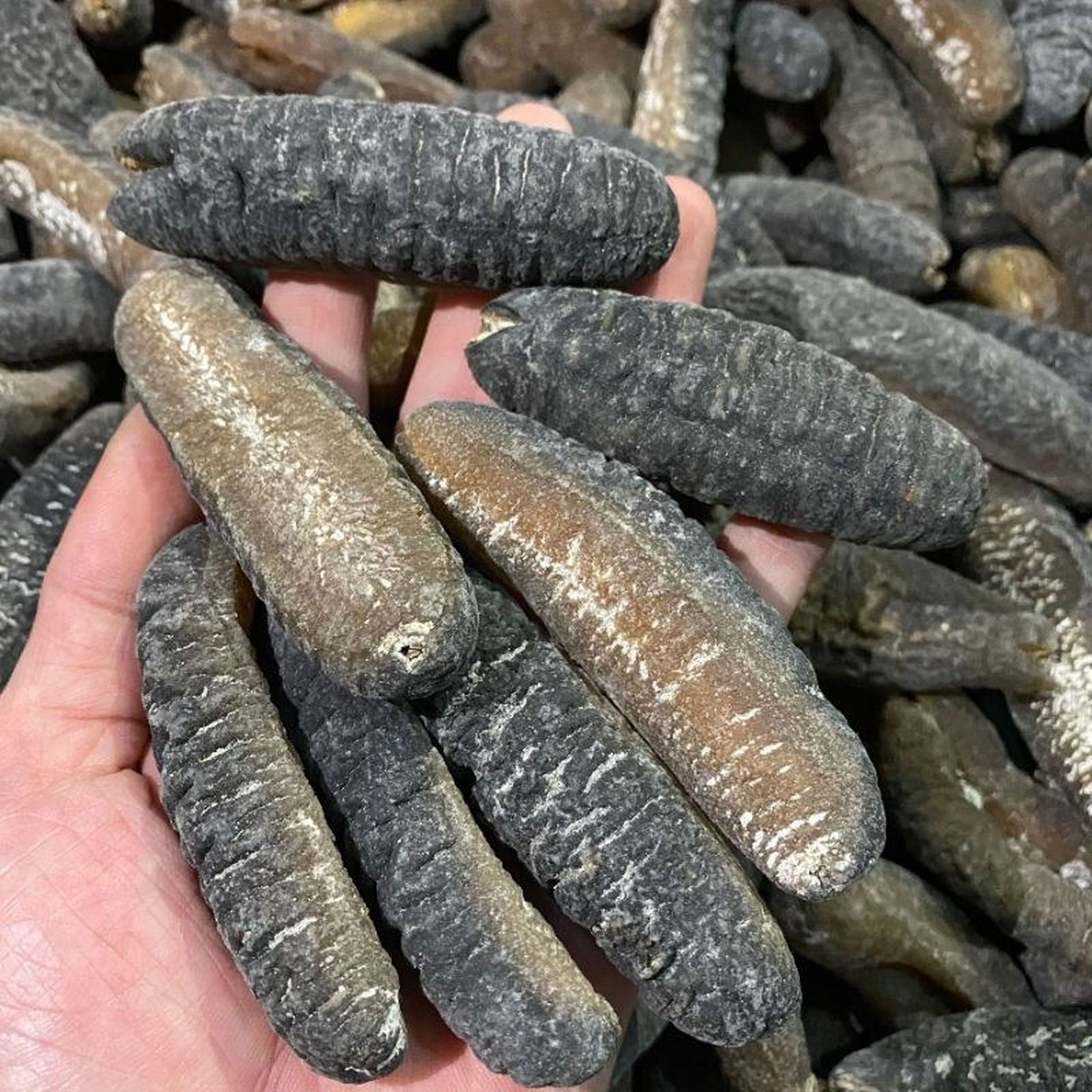 Hải Sâm Hạ Long - Món quà quý giá đến từ vùng biển cả Vịnh Thiên Đường - Hình 7