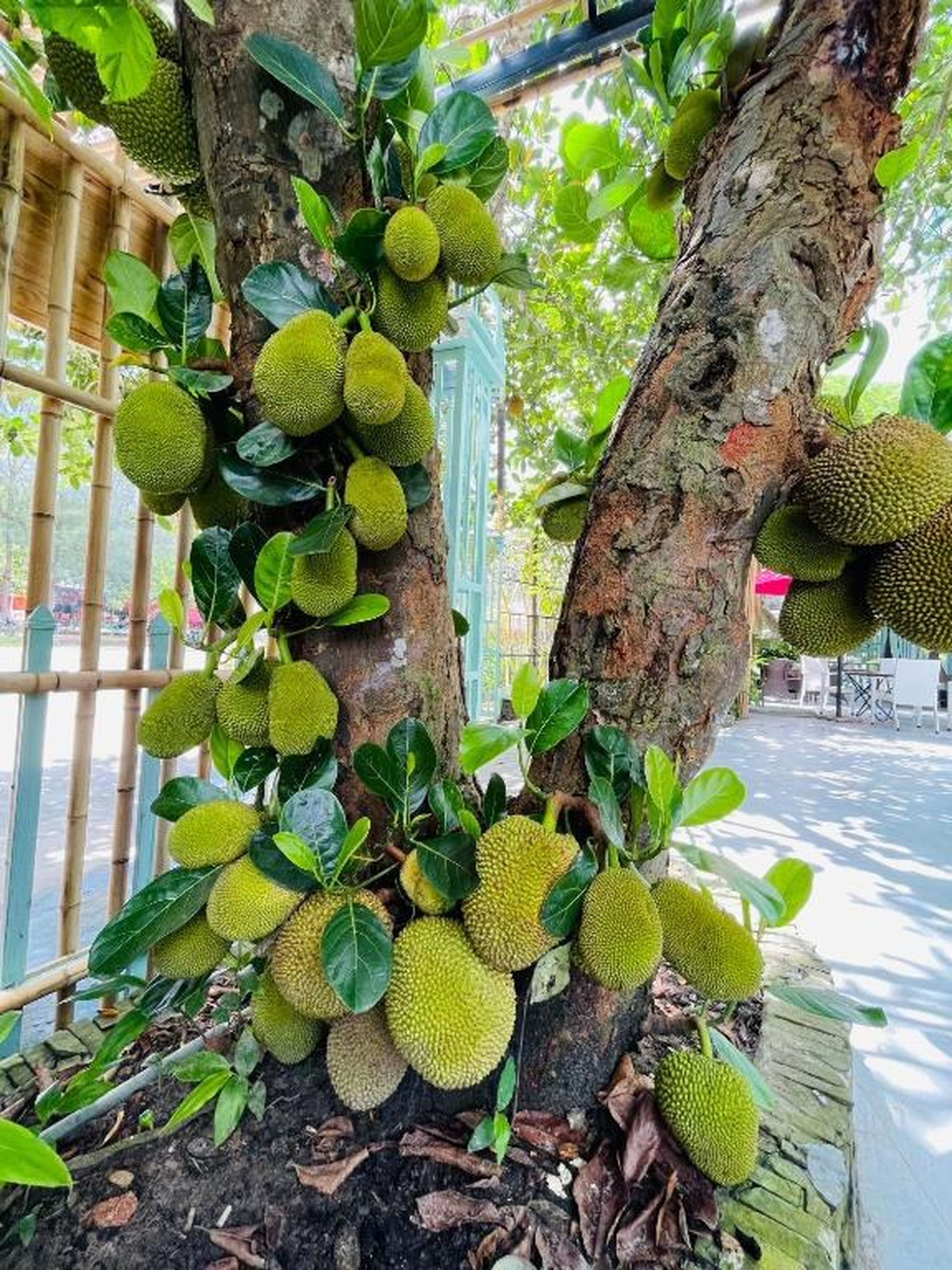 Minh Chau Beach Resort - Hình 35