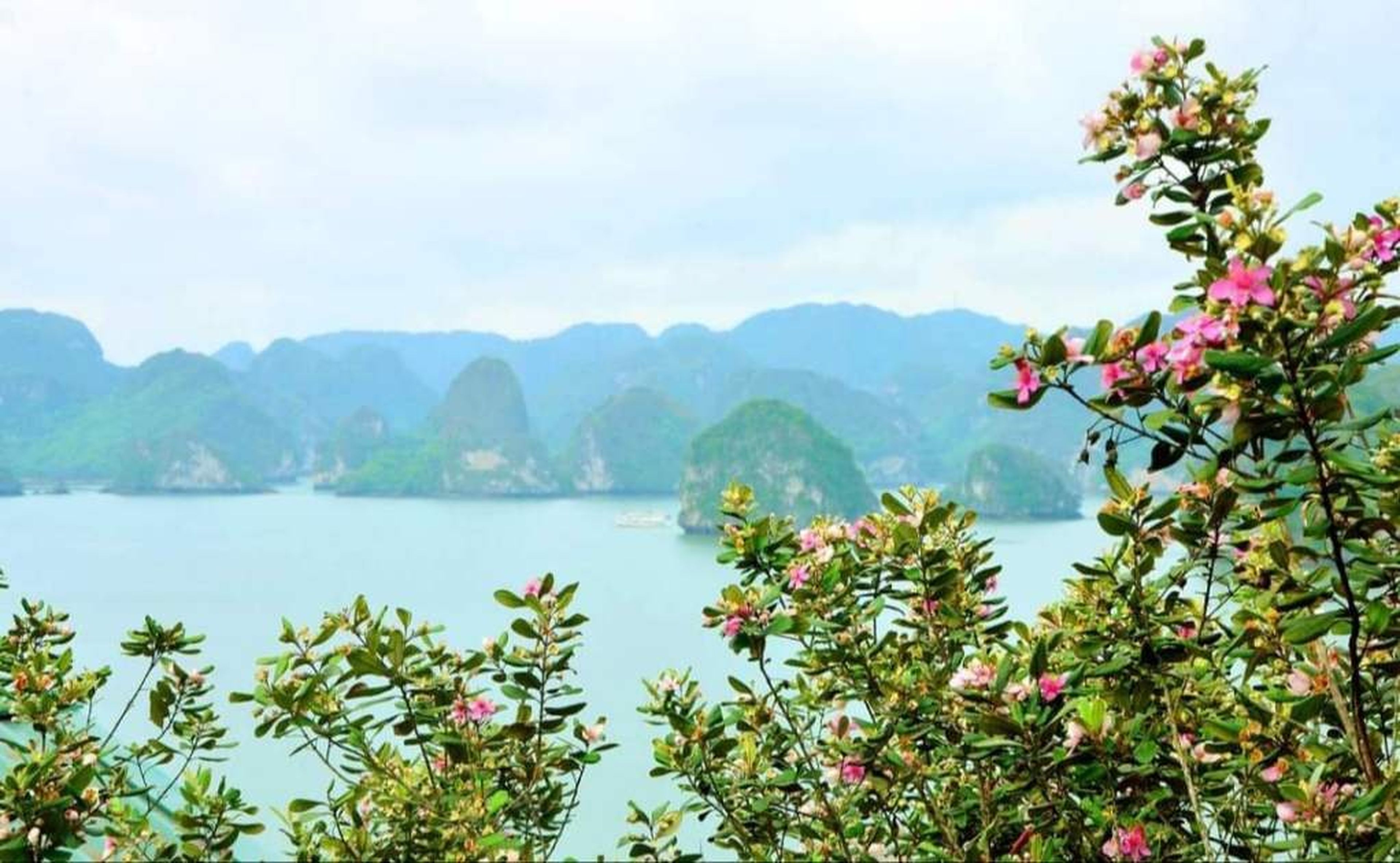 Đảo Soi Sim - Khám phá vẻ đẹp hoang vu giữa lòng Di sản vịnh Hạ Long - Hình 9