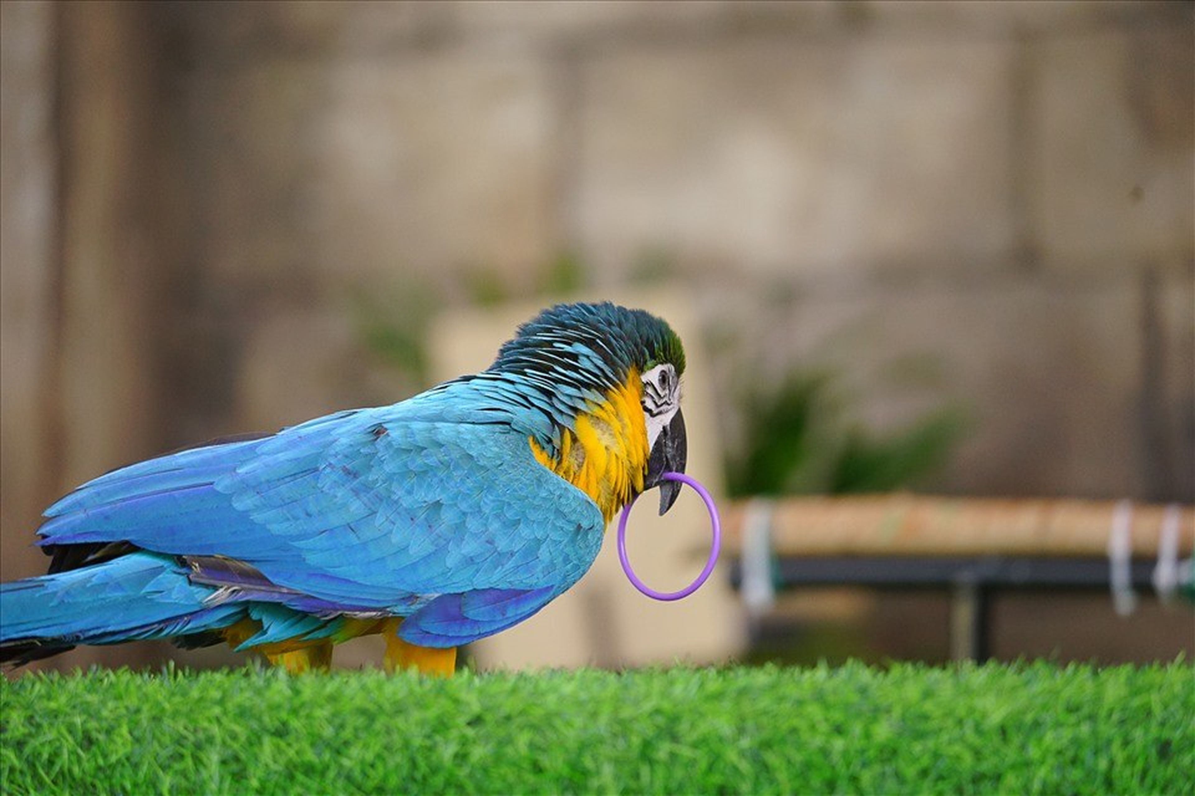 Sky Dance Show – A Unique Experience with Many Rare Bird Species - Hình 7