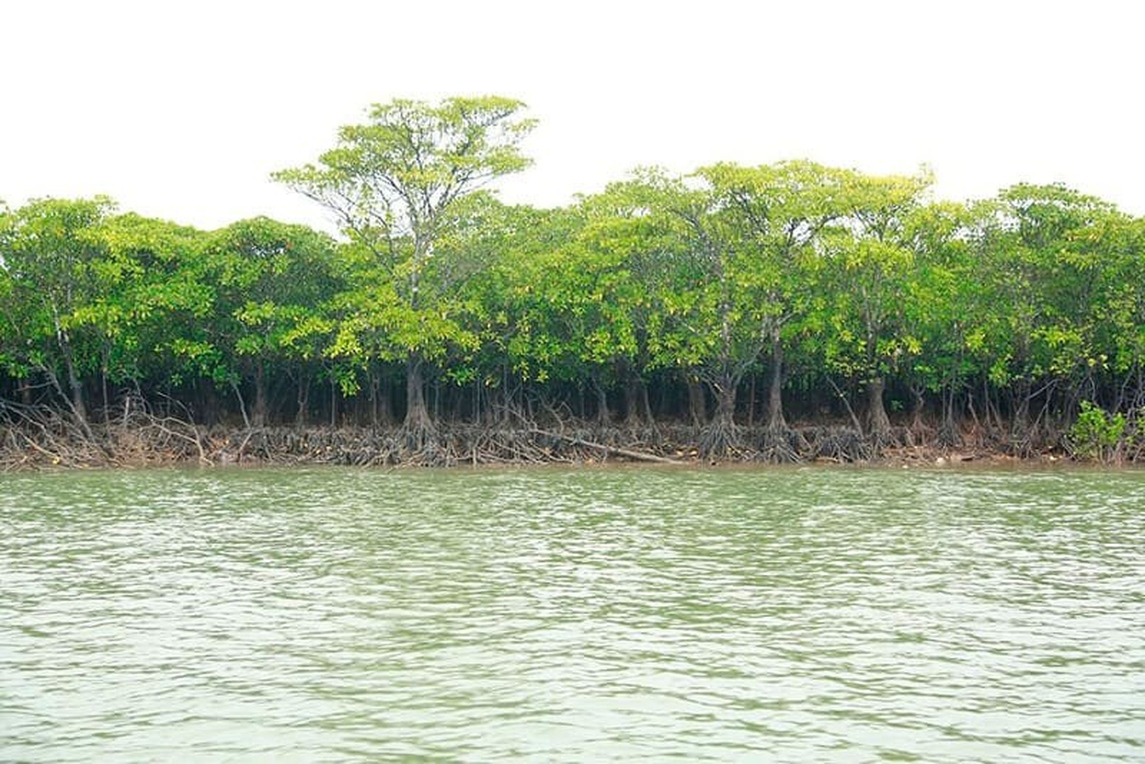 Kinh nghiệm du lịch Tiên Yên, Quảng Ninh với 12 điểm đến yêu thích - Hình 4