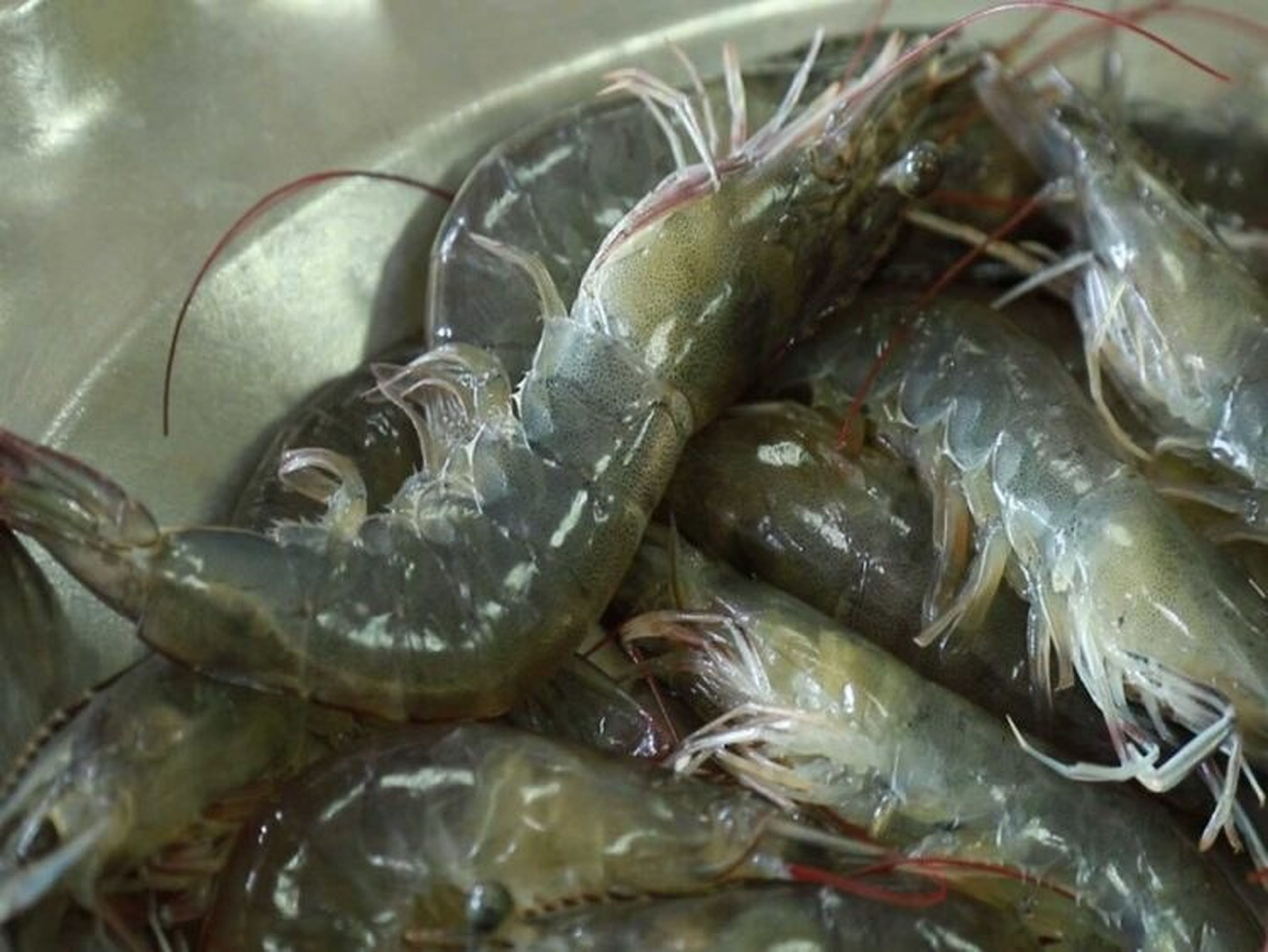Quảng Yên虾肉饼——白藤乡间款待宾客的美食礼物 - Hình 2