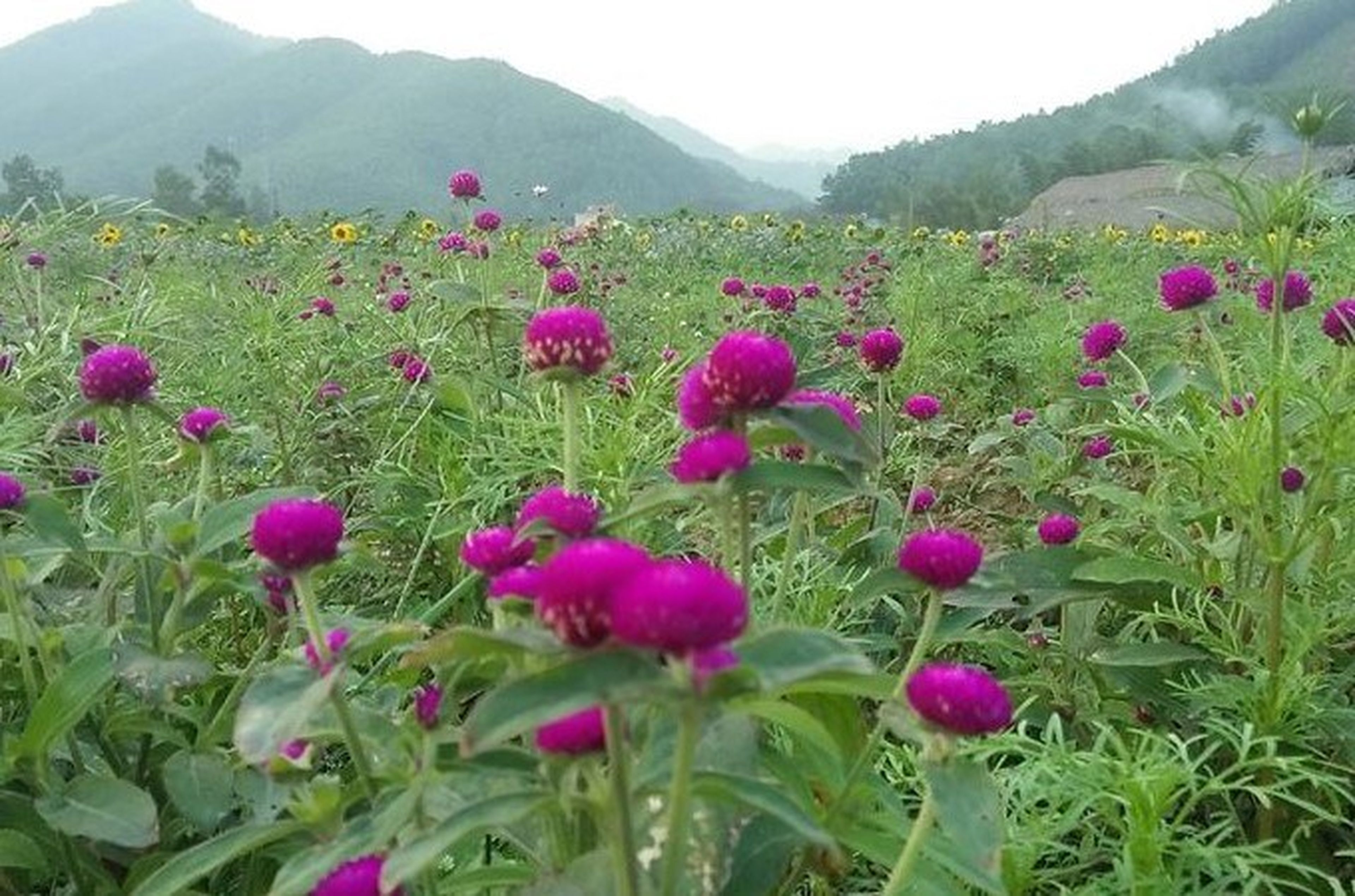 꽝닌 여행: 꽝라 꽃의 천국에서 메밀꽃 감상하기 - Hình 4