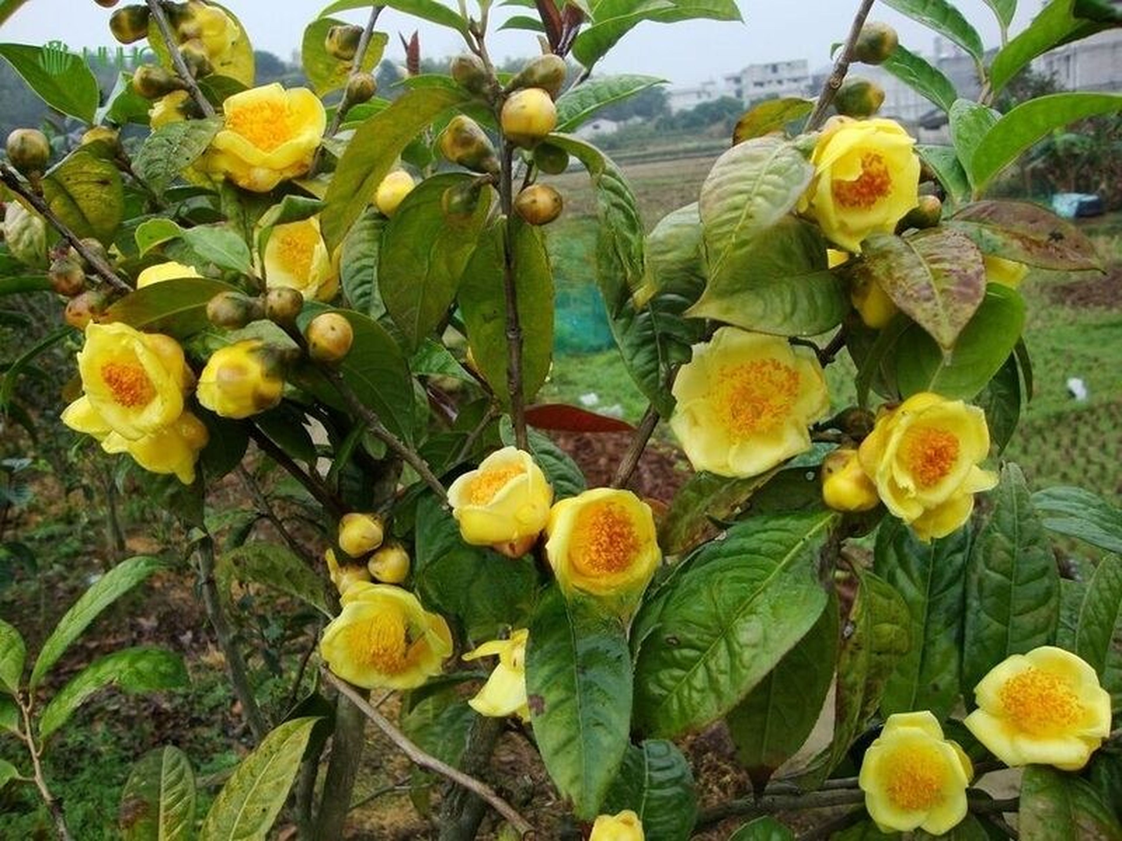 Du lịch Ba Chẽ Quảng Ninh, hành trình khám phá rừng tràm, sông cổ và di sản - Hình 3