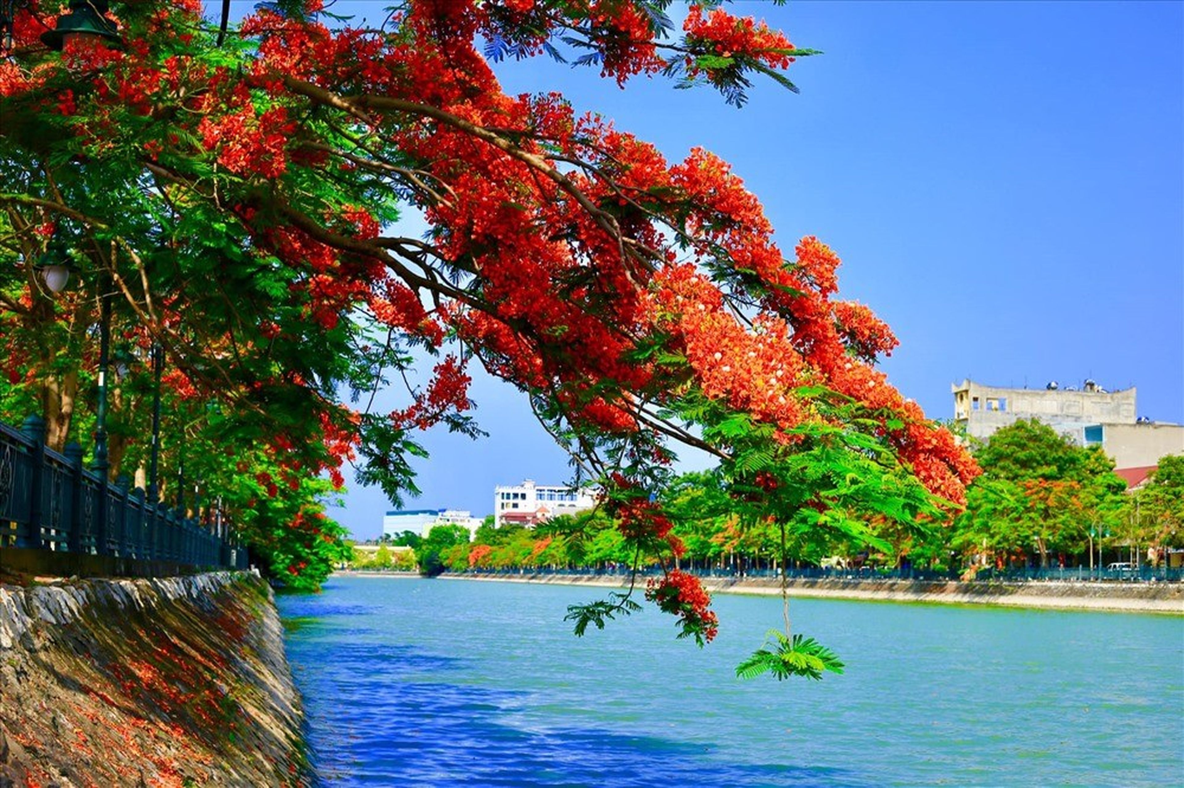 Tam Bạc湖——“红凤凰城”的诗意象征 - Hình 1