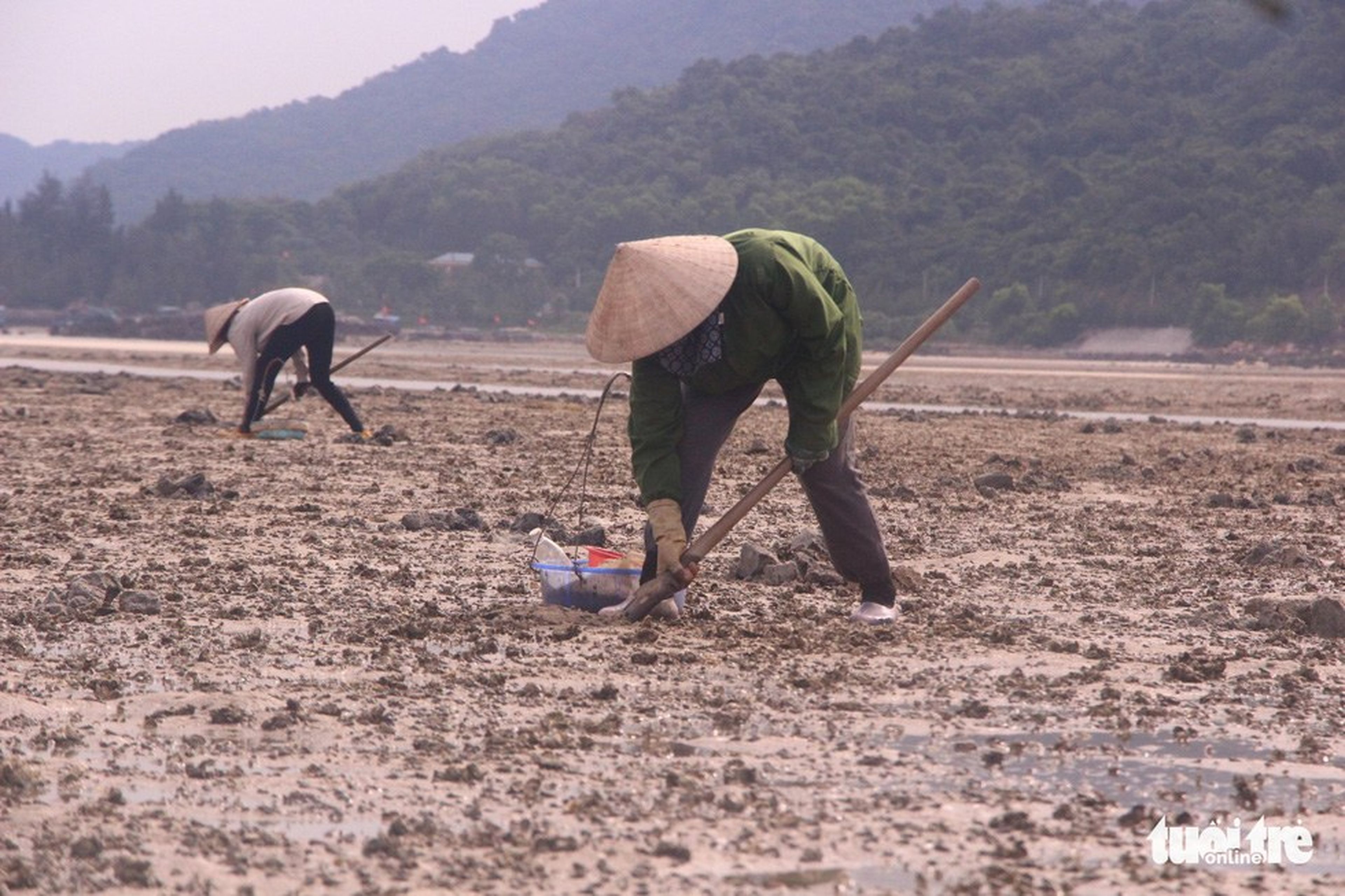 An Unforgettable Vân Đồn Trip with the Rare and Nutritious Sá Sùng Specialty - Hình 3