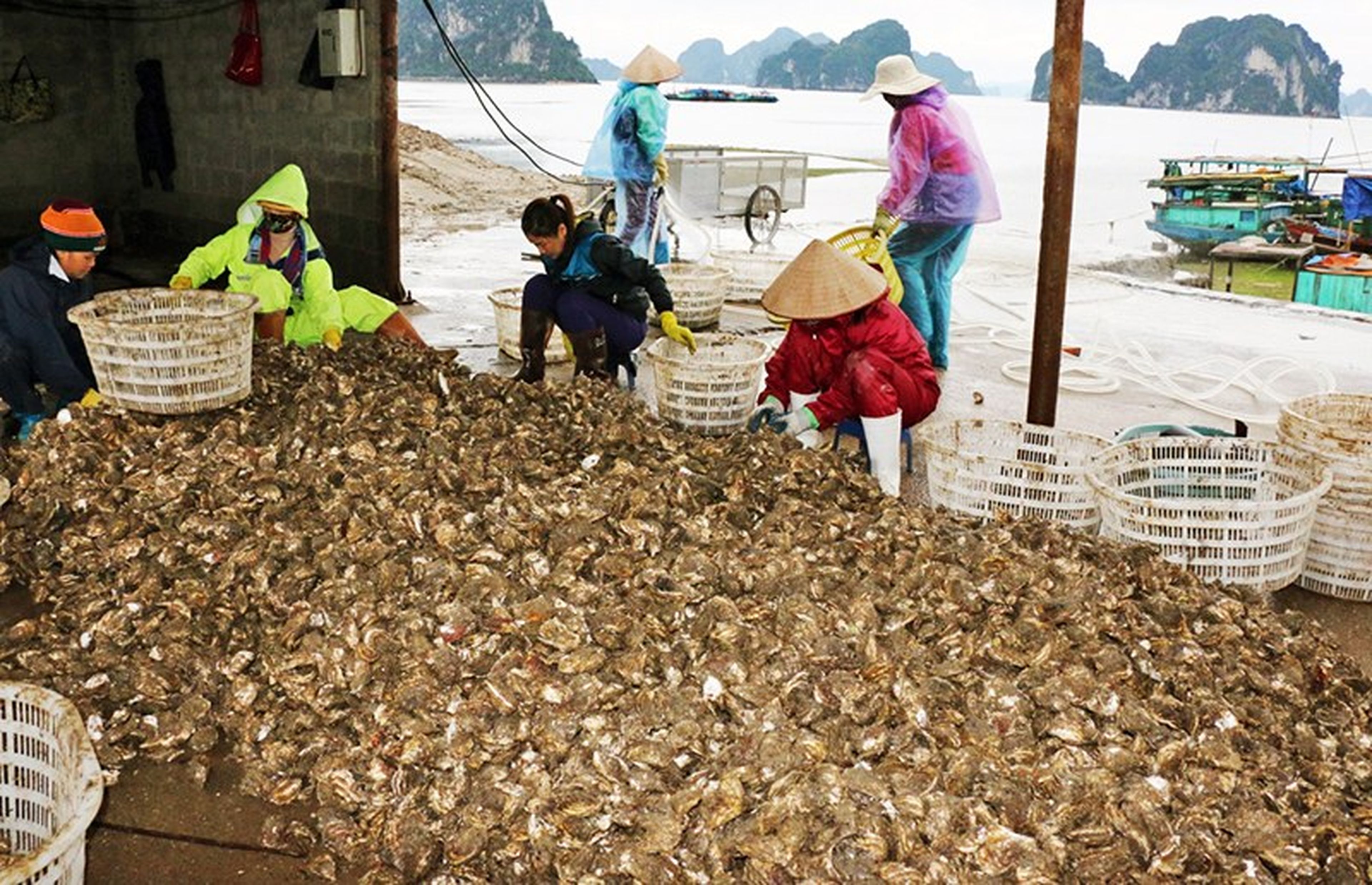 Pacific Oyster Specialty in Van Don - Hình 2