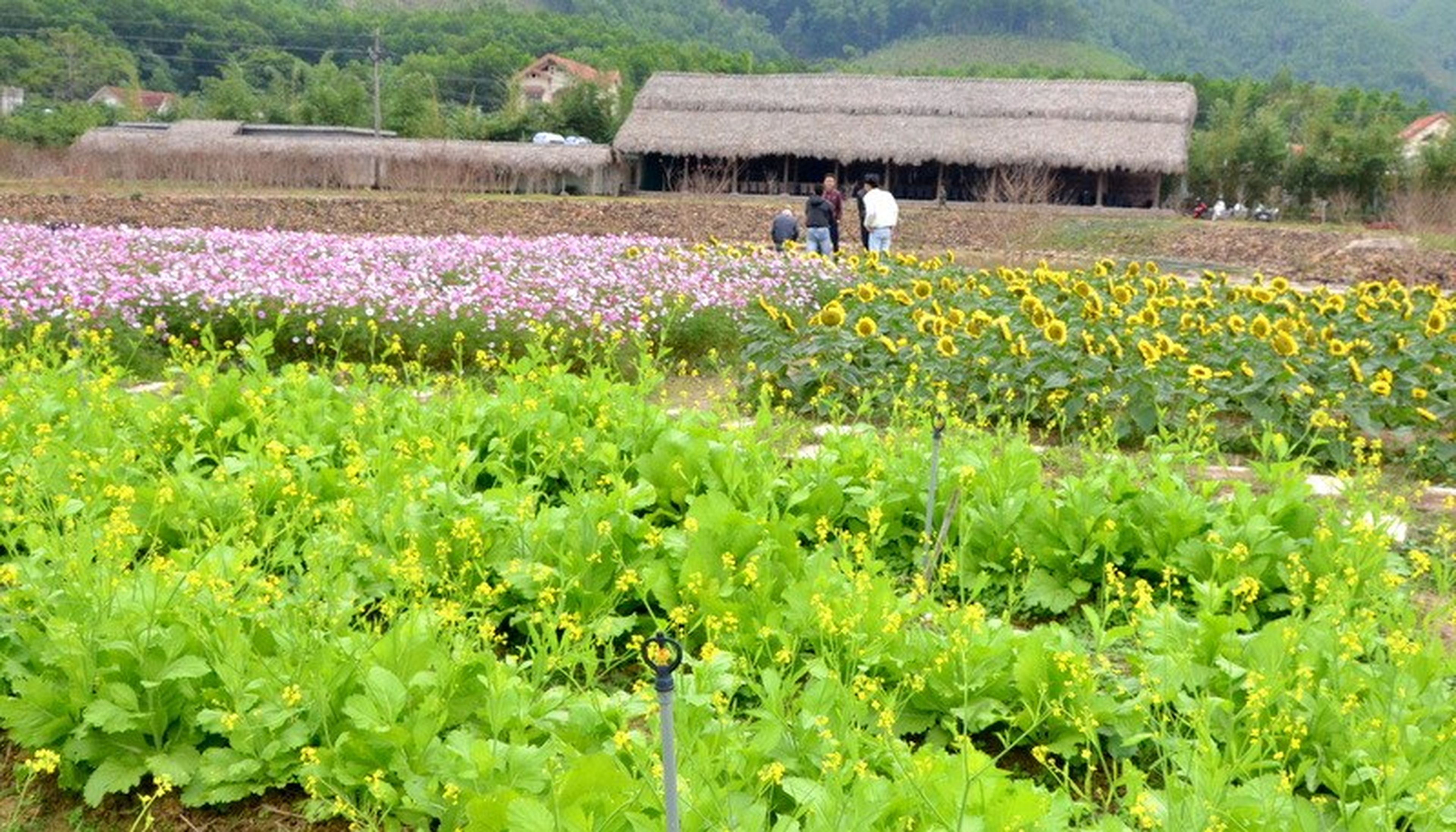 꽝닌 여행: 꽝라 꽃의 천국에서 메밀꽃 감상하기 - Hình 2