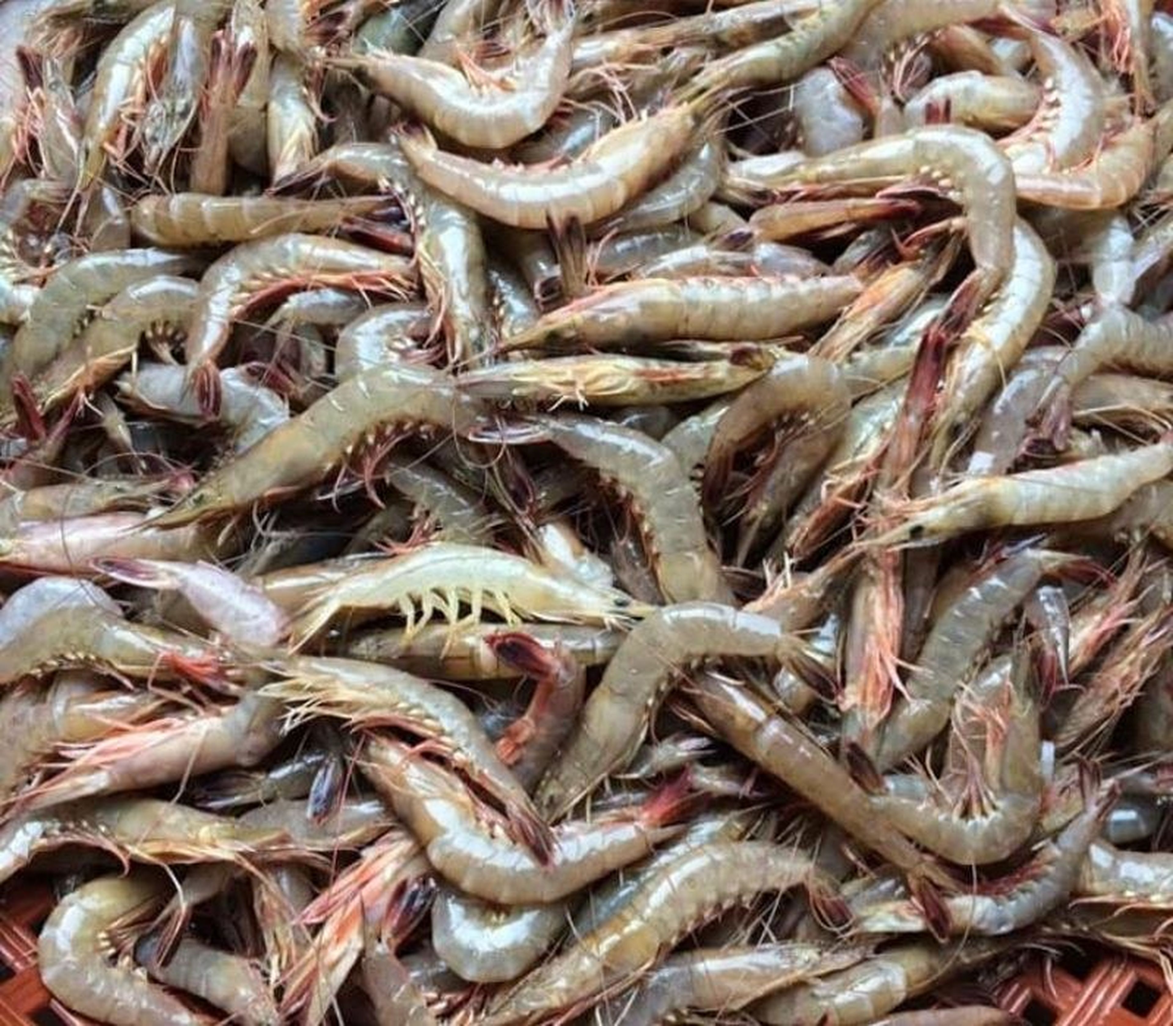 Quang Ninh Seafood: Culinary Quintessence from a Sea That Leaves a Lasting Impression - Hình 8
