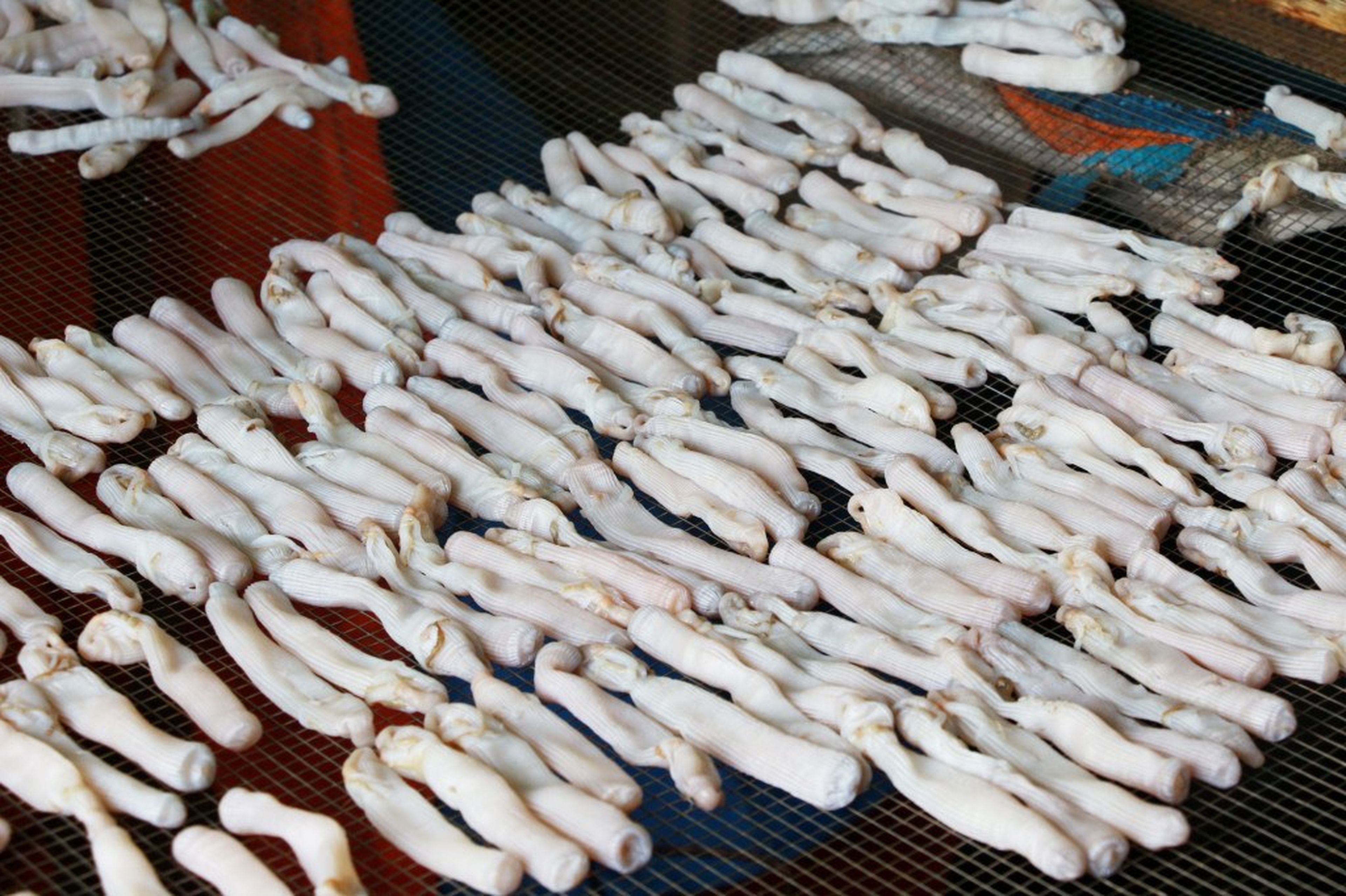 An Unforgettable Vân Đồn Trip with the Rare and Nutritious Sá Sùng Specialty - Hình 6