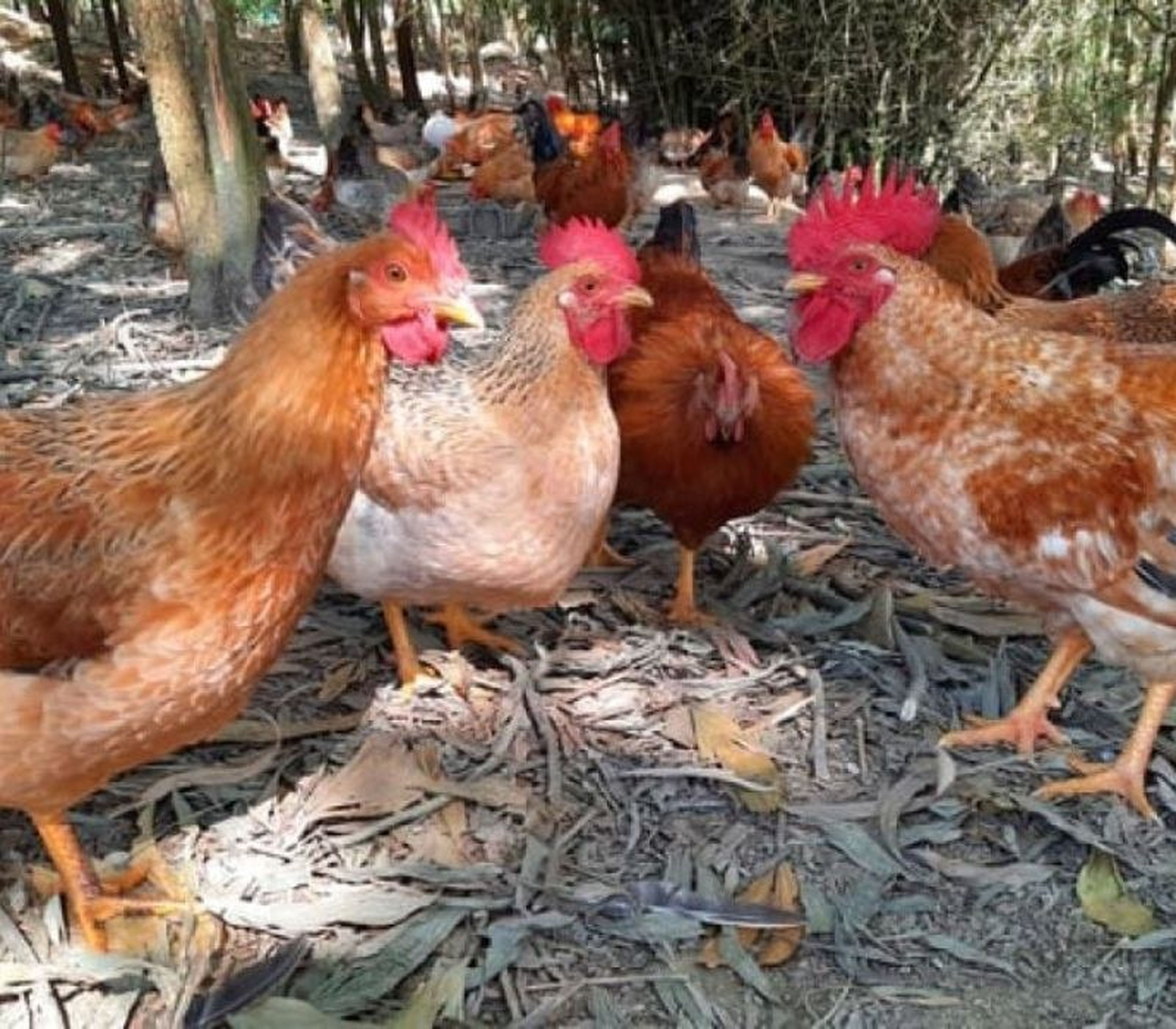 Khám phá gà Tiên Yên, niềm tự hào của người dân vùng đất mỏ - Hình 2