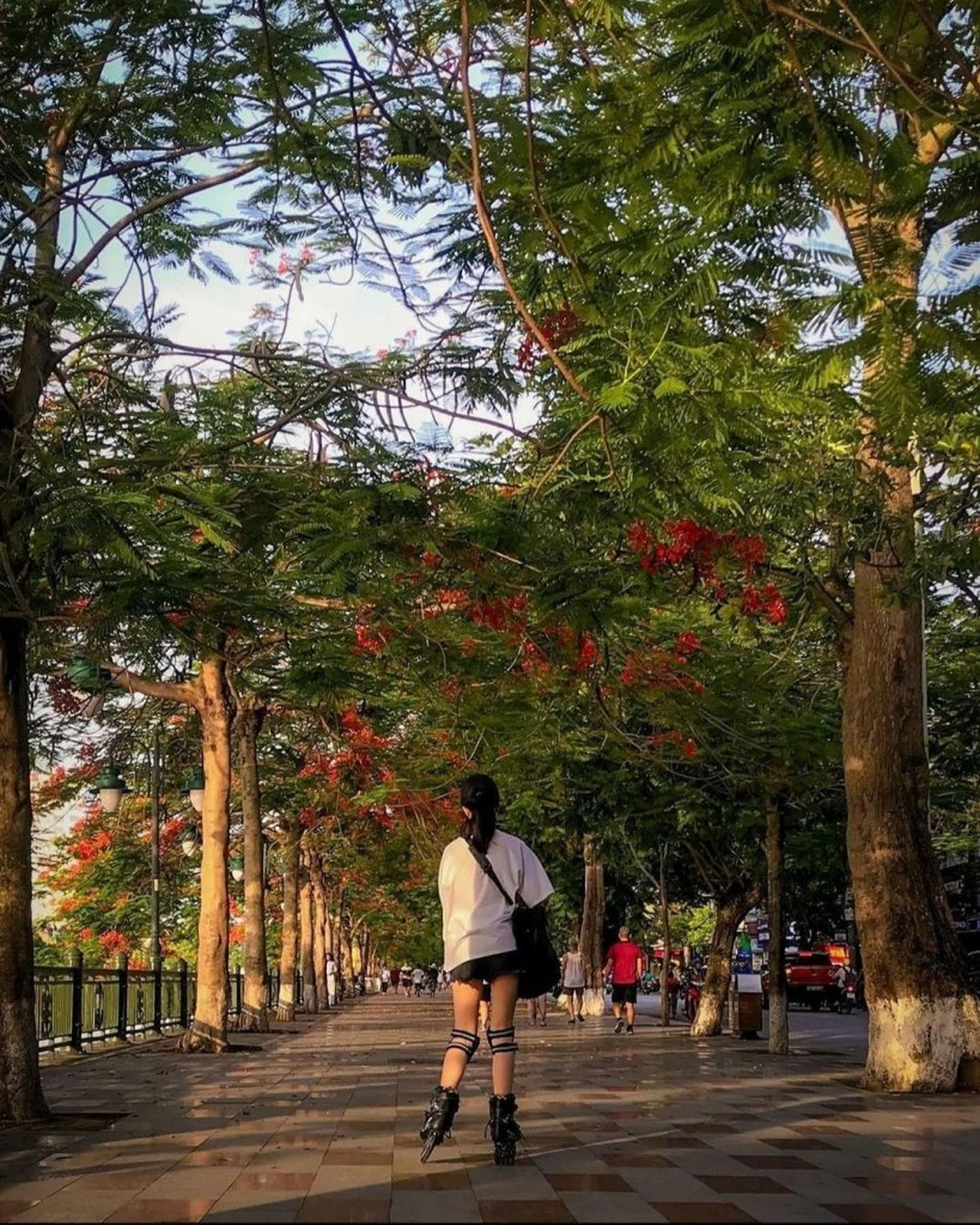 Tam Bạc湖——“红凤凰城”的诗意象征 - Hình 8