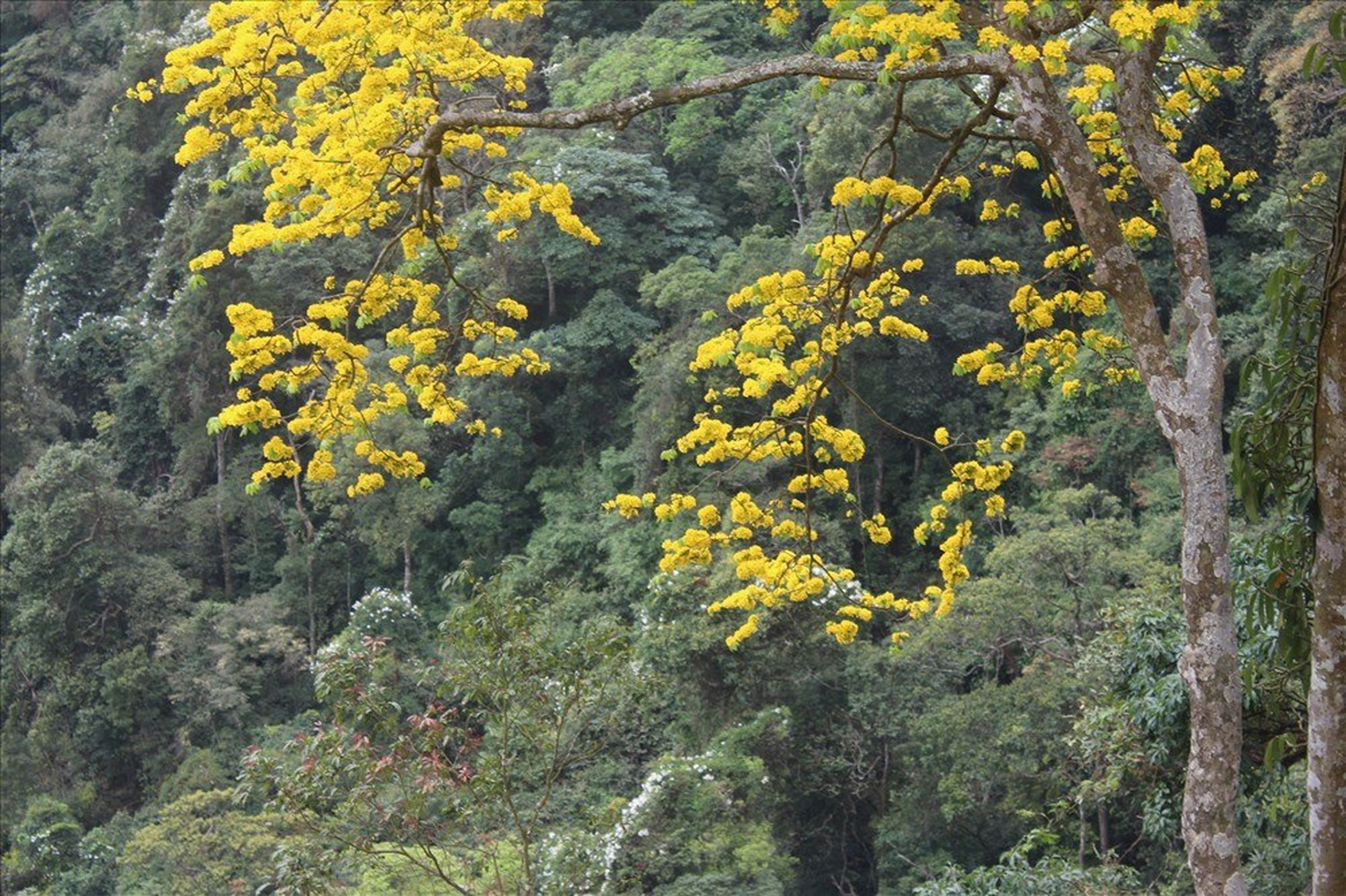 Yên Tử Scenic Site – Sacred Land, Birthplace of the Trúc Lâm Zen Sect - Hình 7