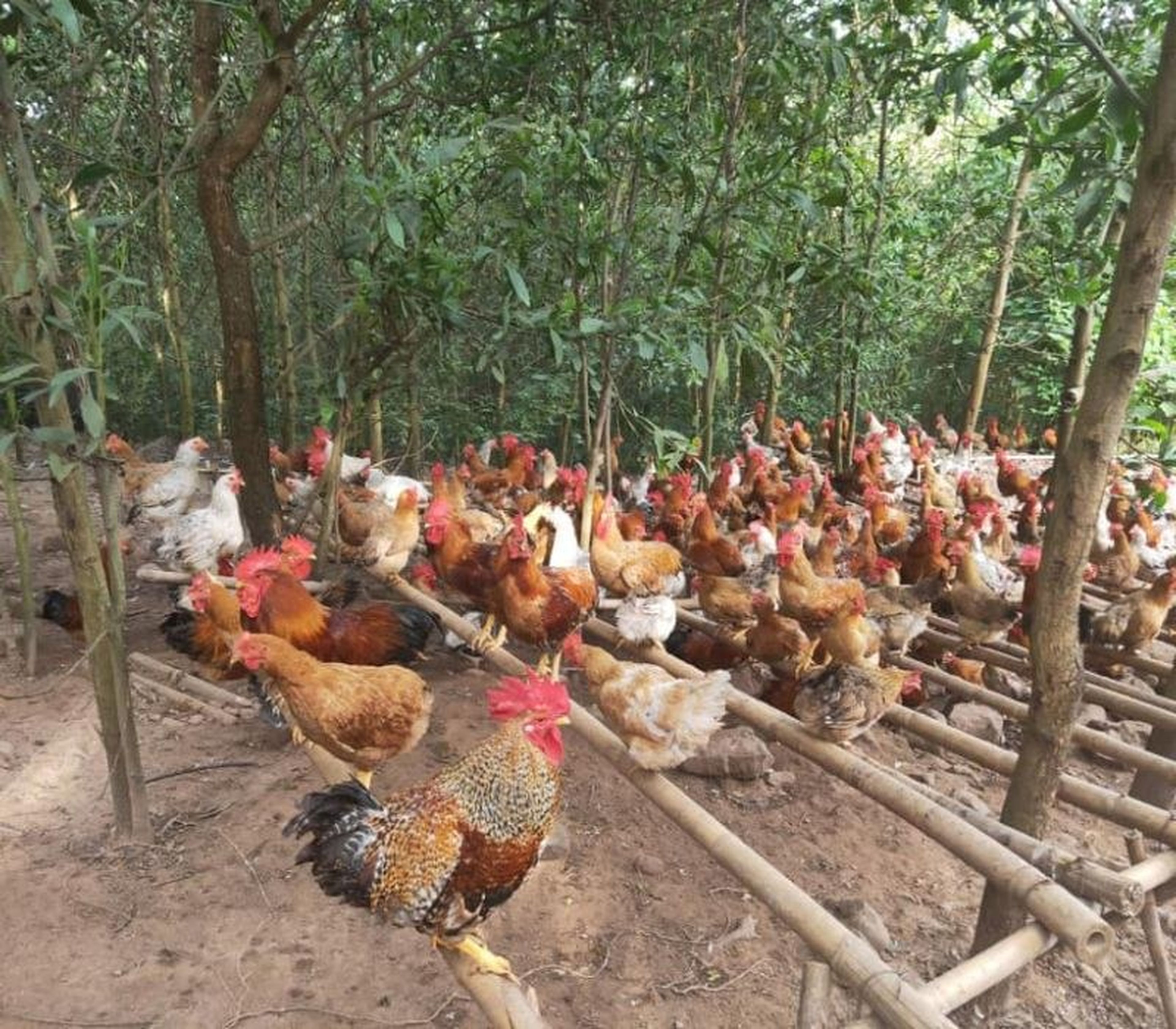 Khám phá gà Tiên Yên, niềm tự hào của người dân vùng đất mỏ - Hình 5