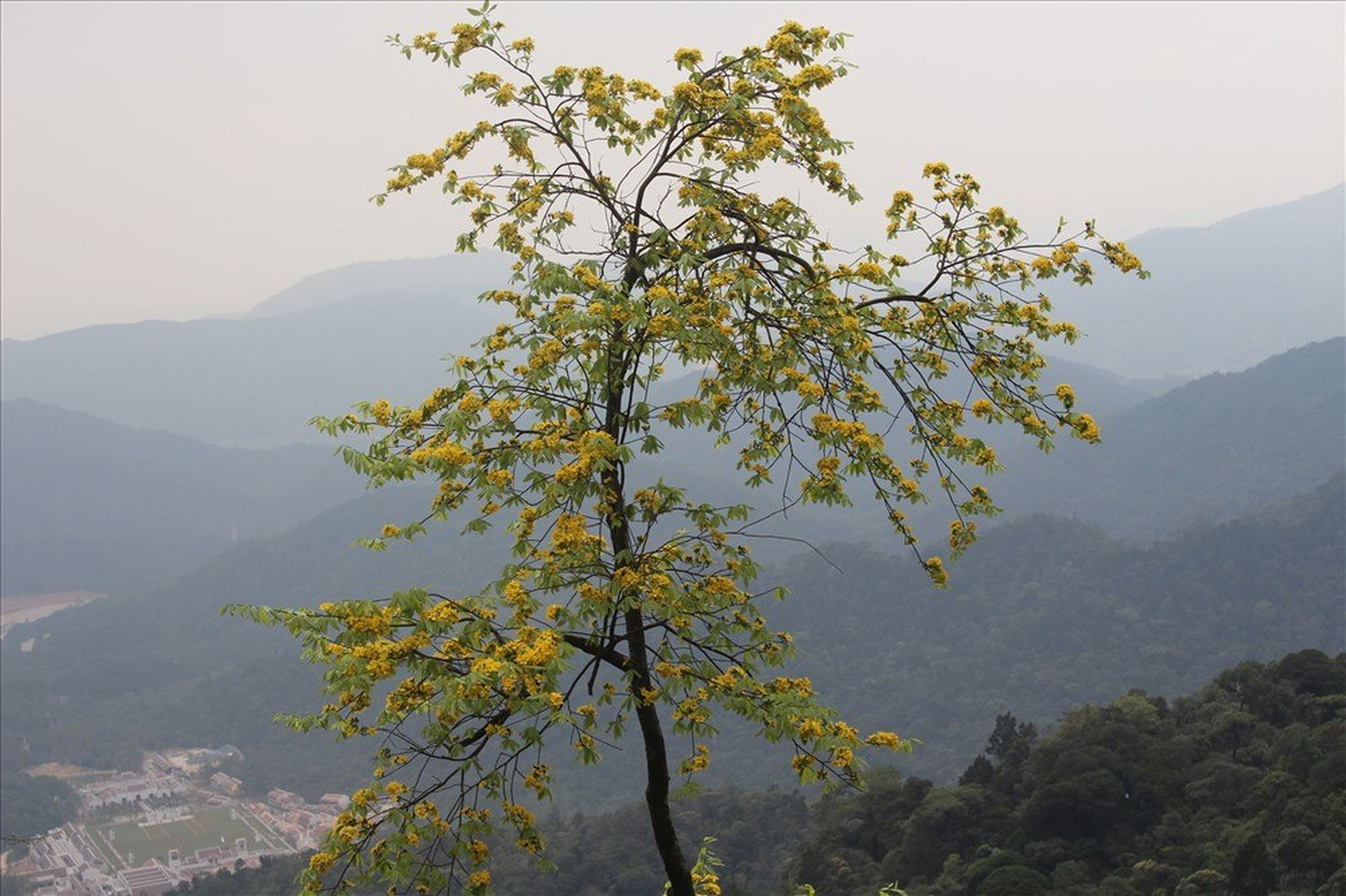 Yên Tử Scenic Site – Sacred Land, Birthplace of the Trúc Lâm Zen Sect - Hình 16