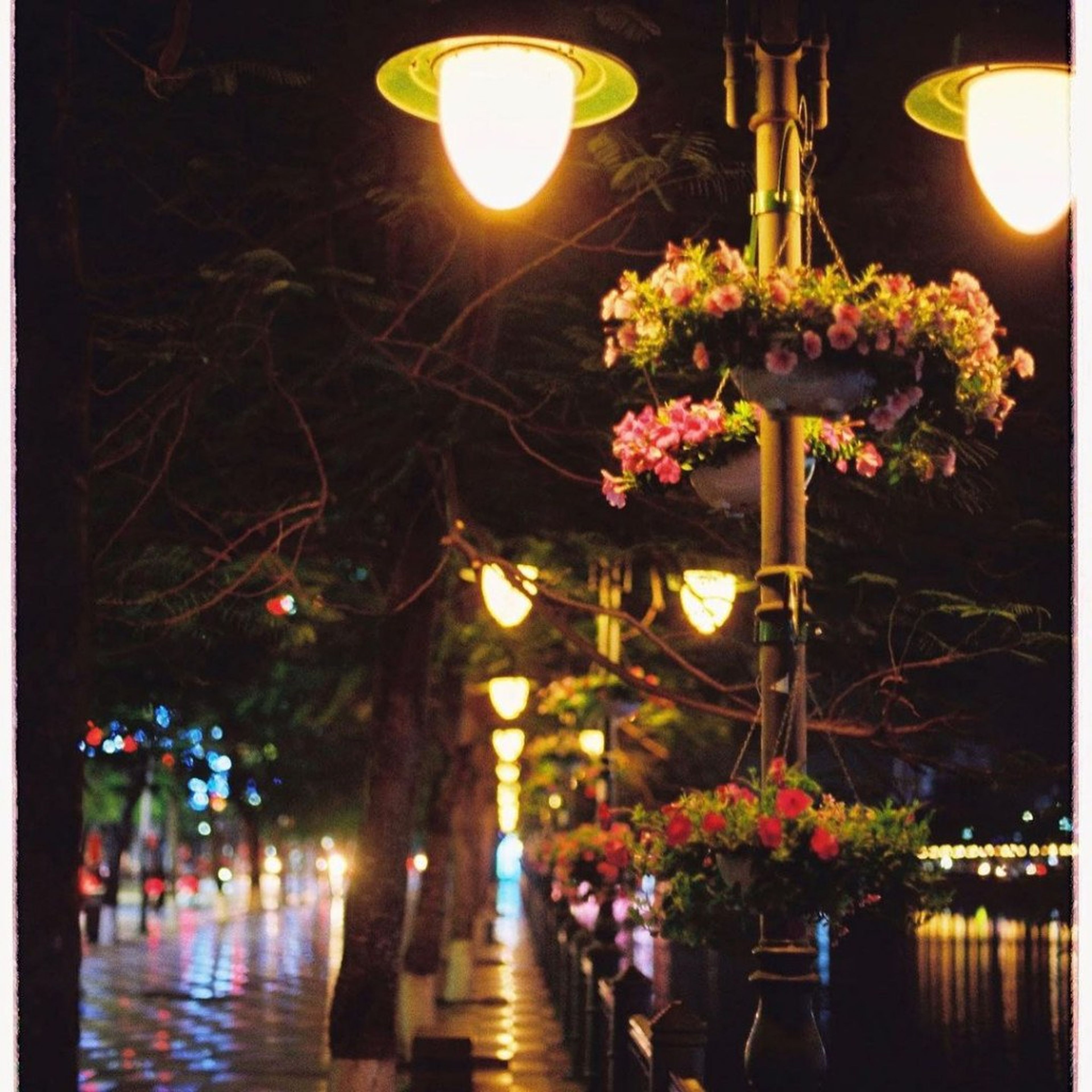 Tam Bạc湖——“红凤凰城”的诗意象征 - Hình 2