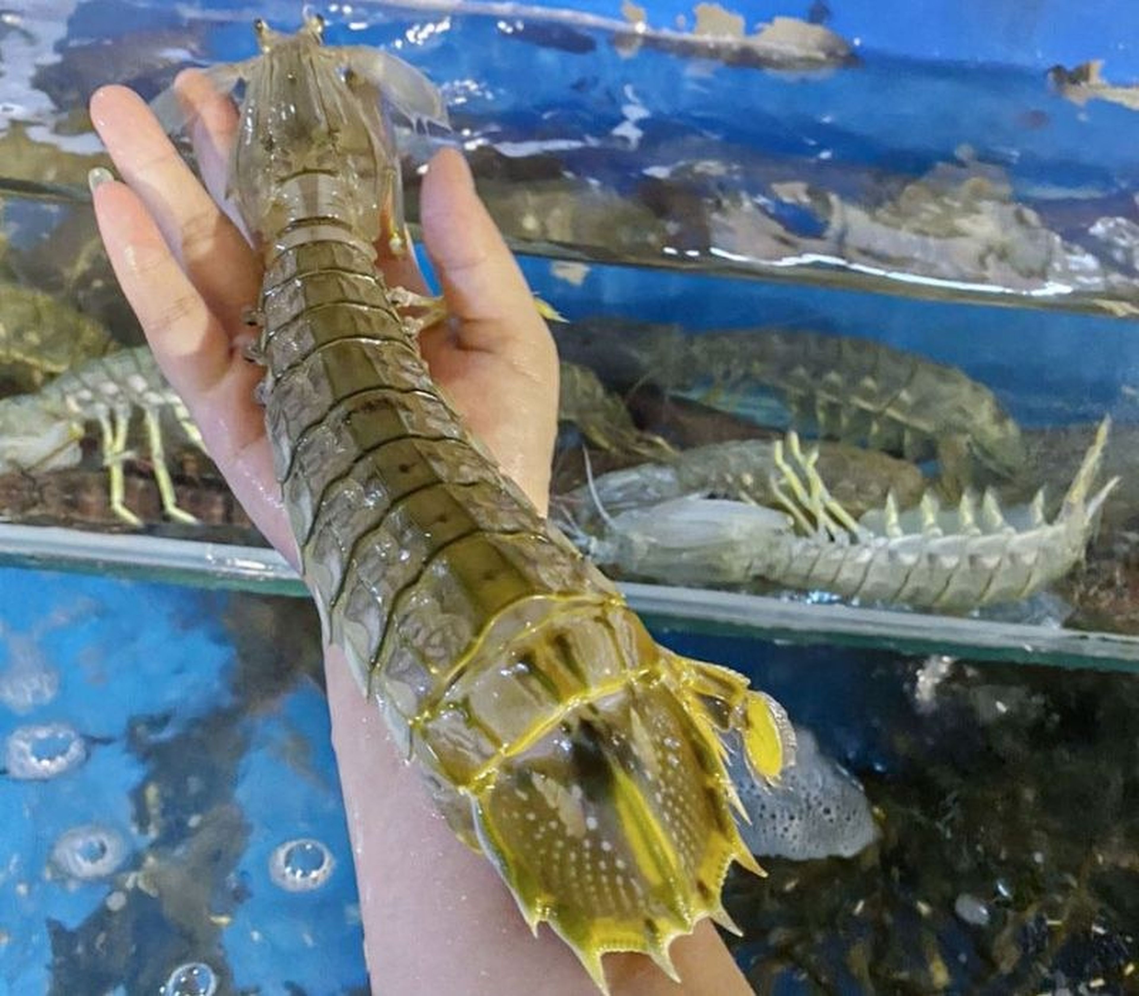 Quang Ninh Seafood: Culinary Quintessence from a Sea That Leaves a Lasting Impression - Hình 7