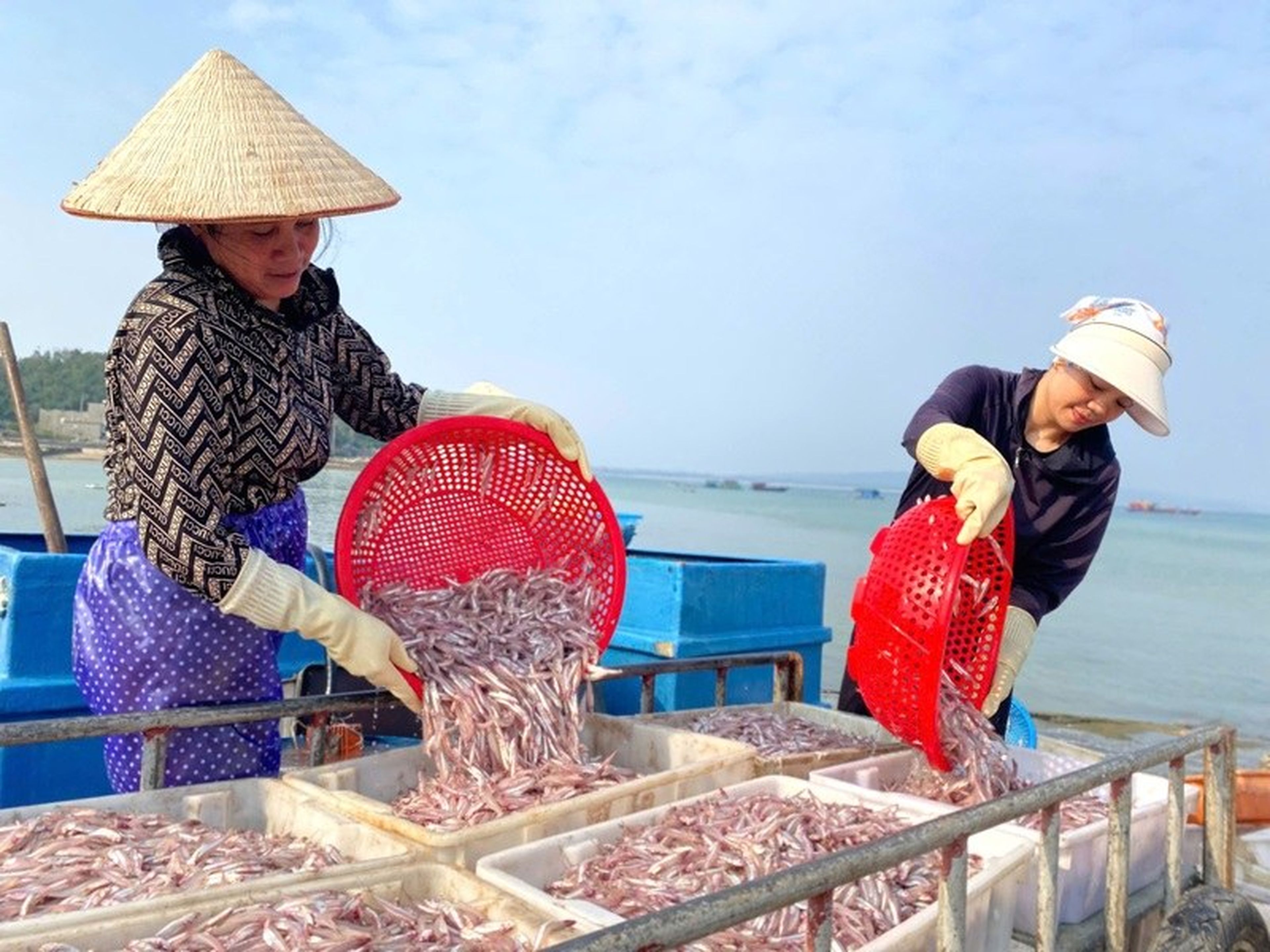Đảo Thanh Lân, viên ngọc sáng đầy tiềm năng của Cô Tô - Hình 6