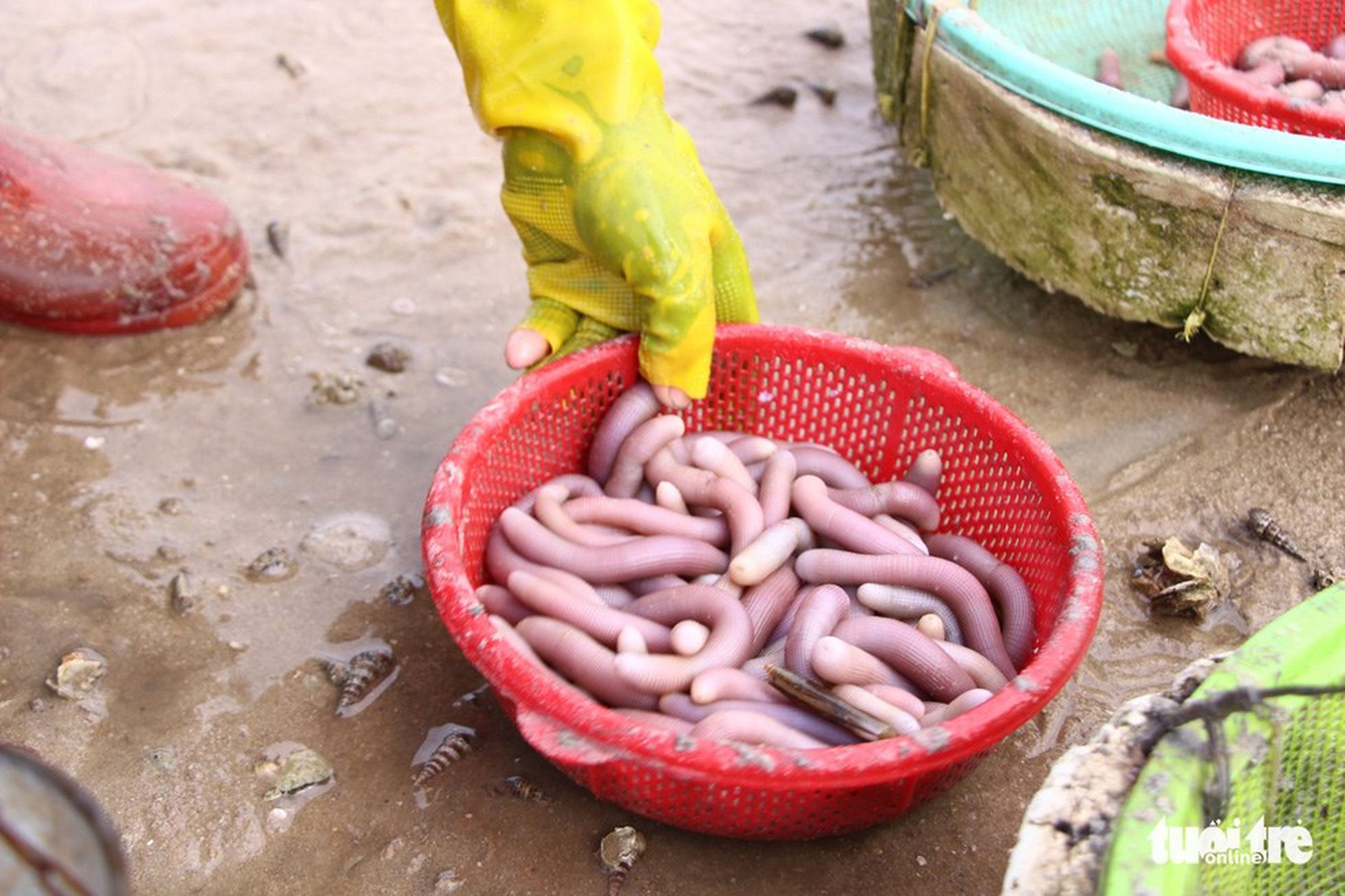 An Unforgettable Vân Đồn Trip with the Rare and Nutritious Sá Sùng Specialty - Hình 4