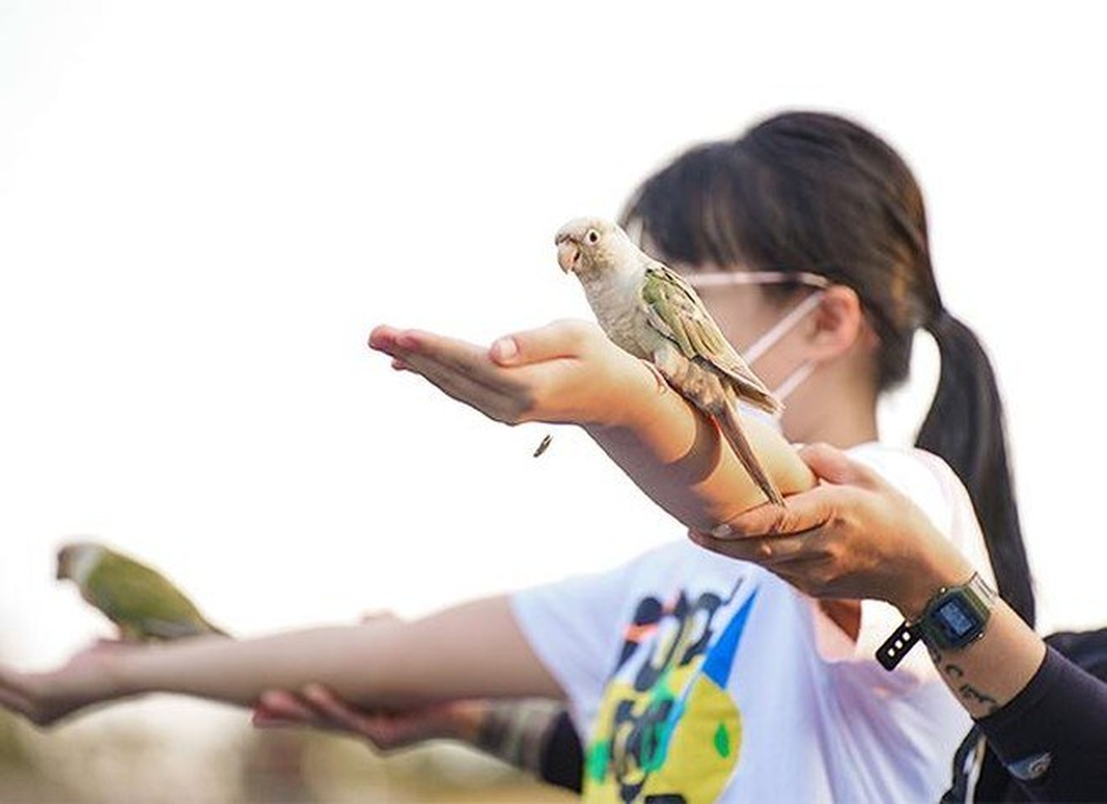 Sky Dance Show – A Unique Experience with Many Rare Bird Species - Hình 5