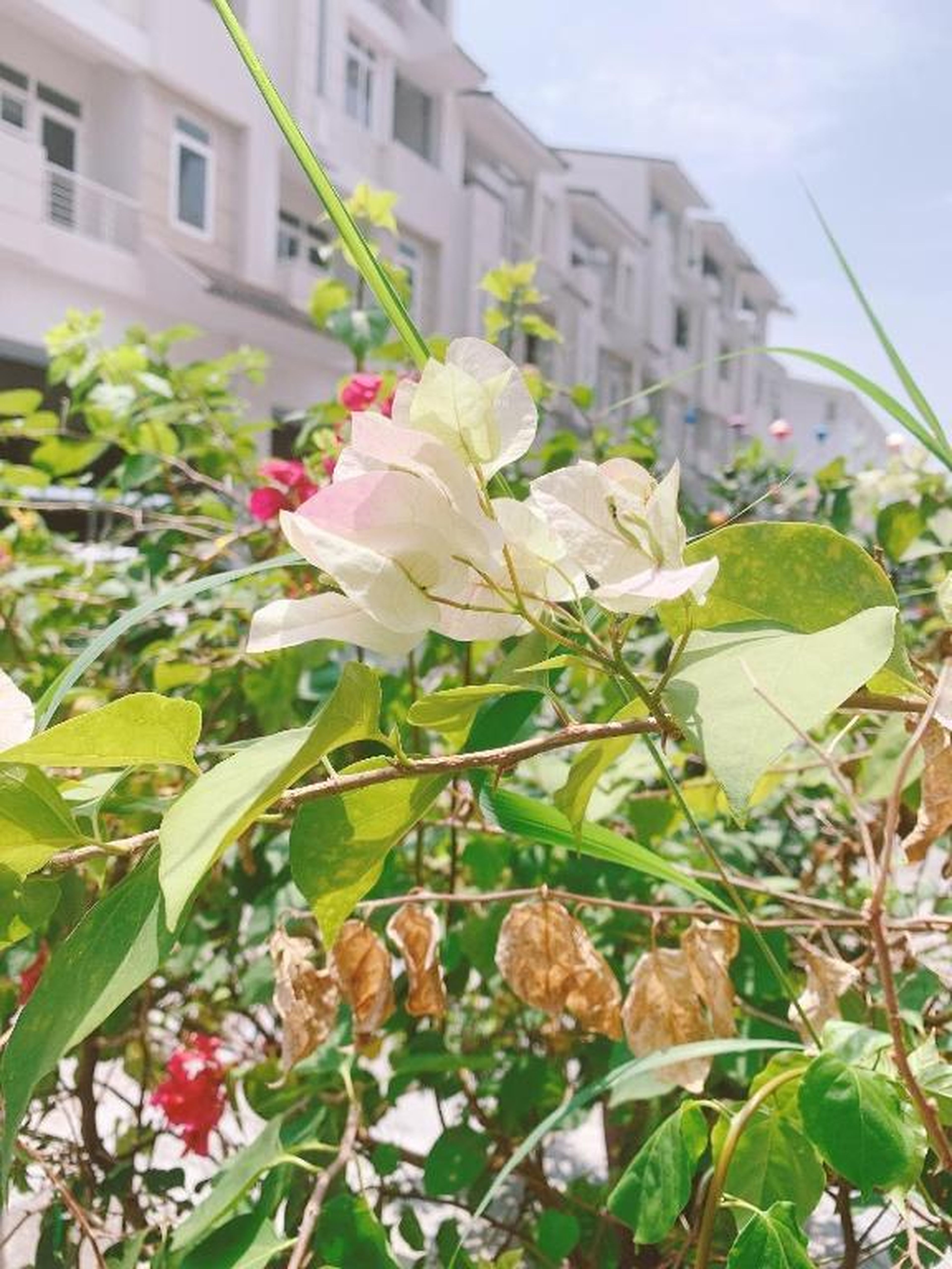 RosePark Tuan Chau - Hình 11