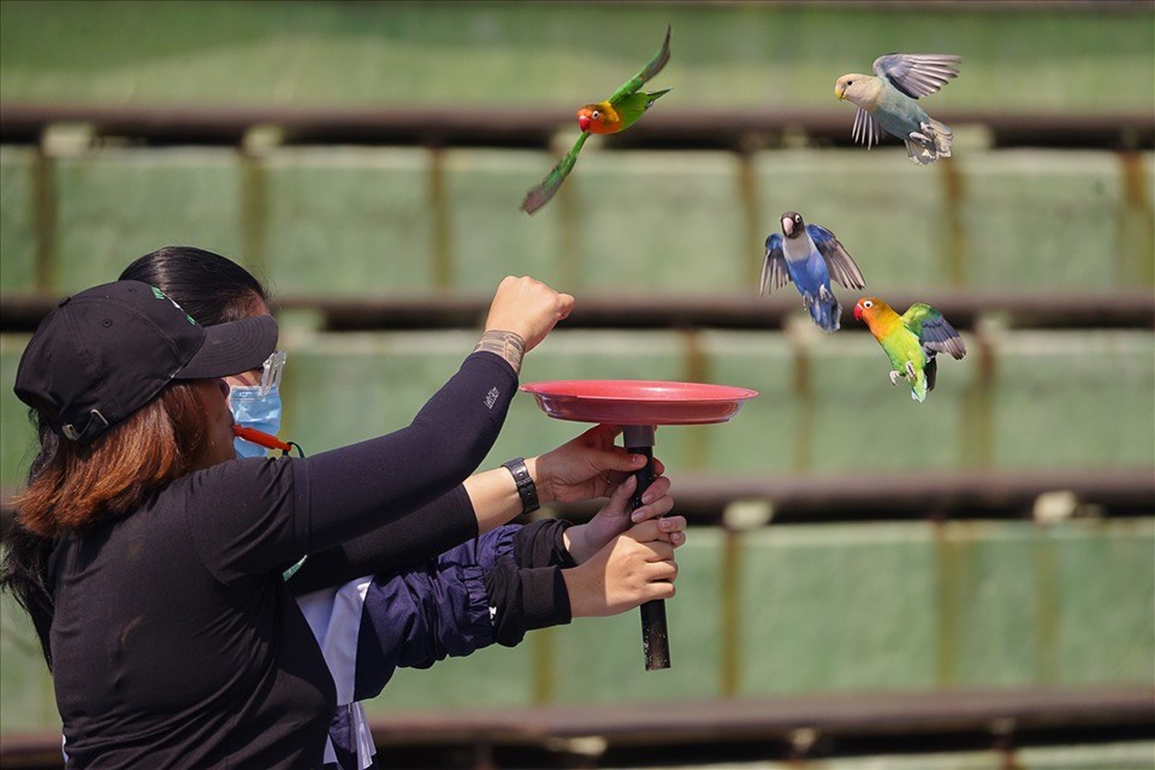 Sky Dance Show – A Unique Experience with Many Rare Bird Species - Hình 6
