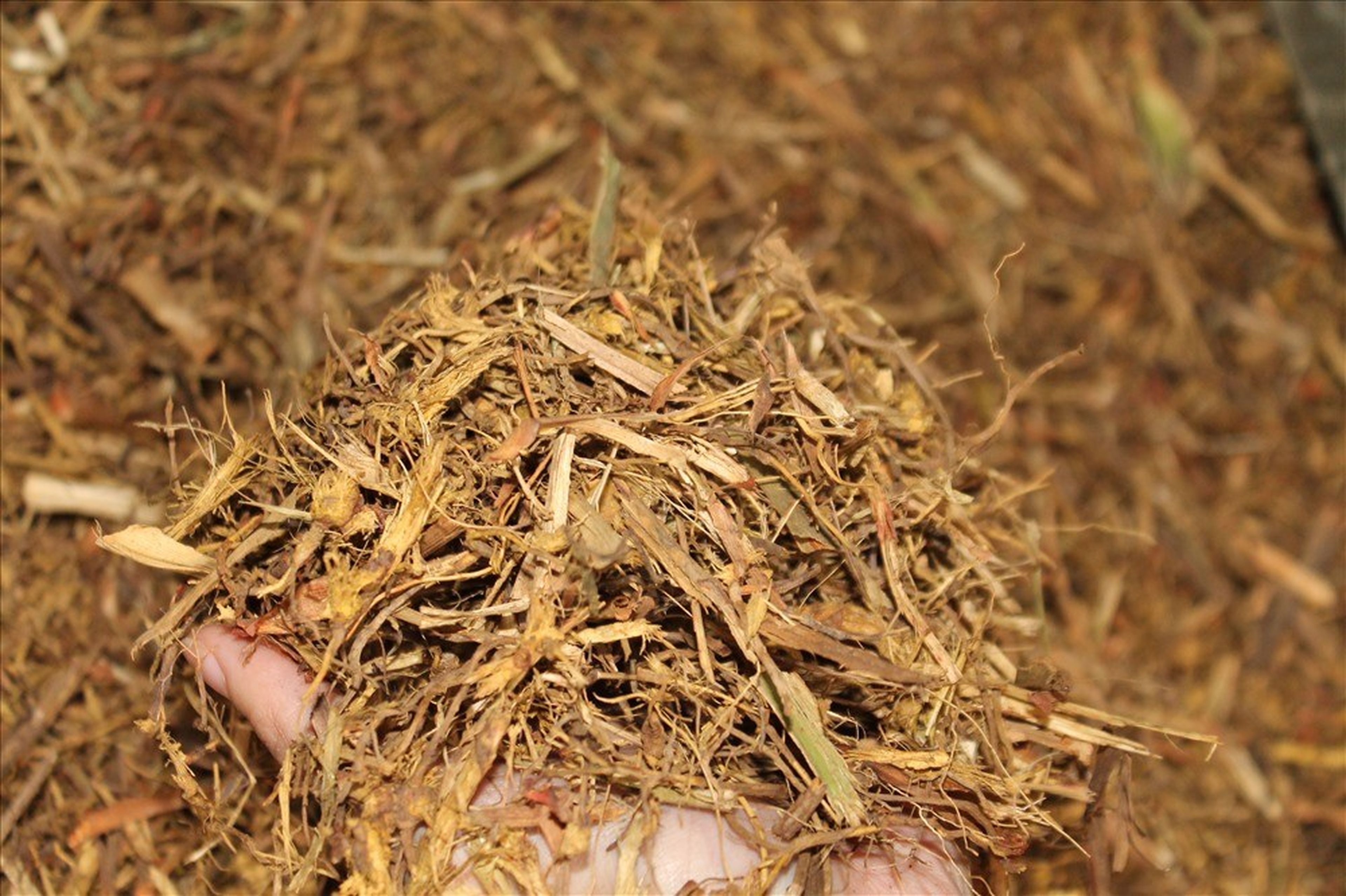 The Traditional Bài Incense-Making Craft in Quảng Ninh - Hình 1
