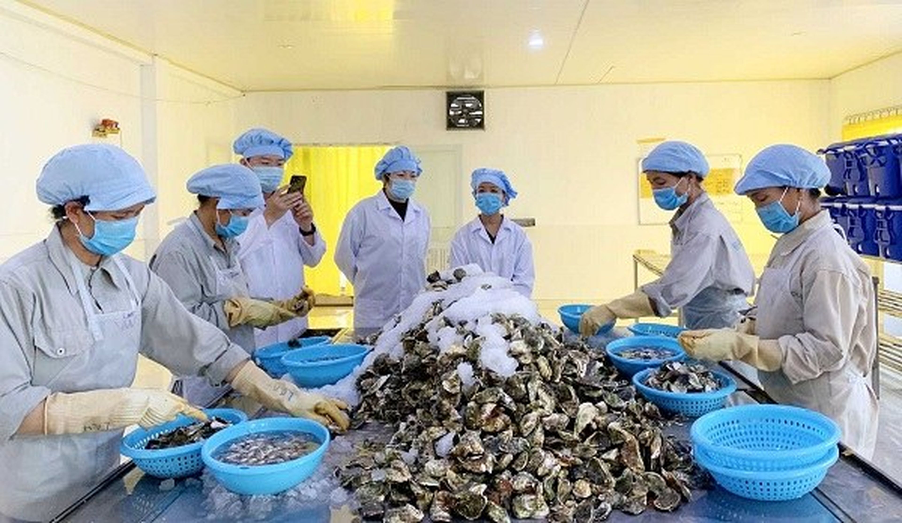 Pacific oyster specialty in Van Don - Hình 10